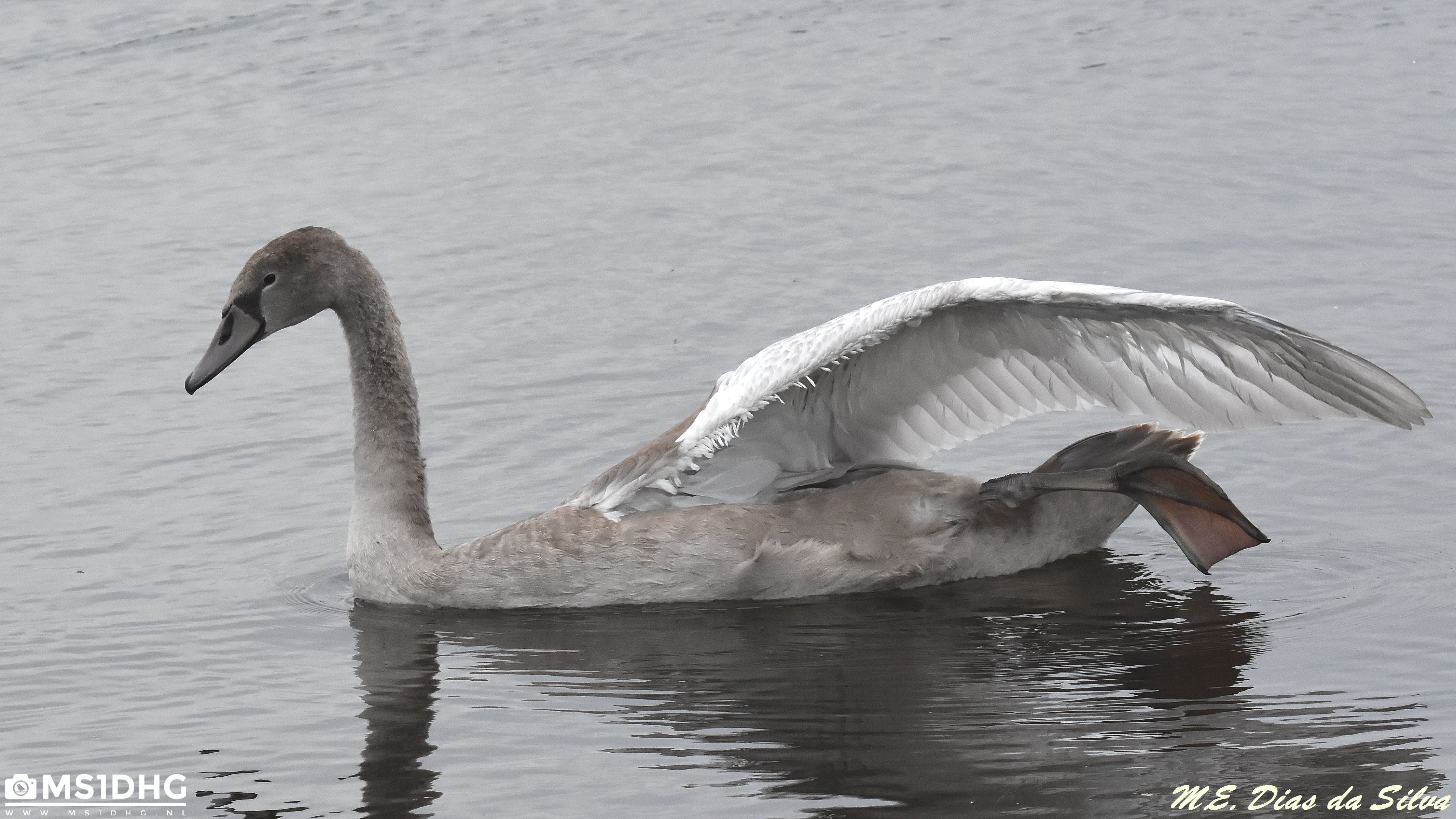 Familia de cisnes 1%20cisne