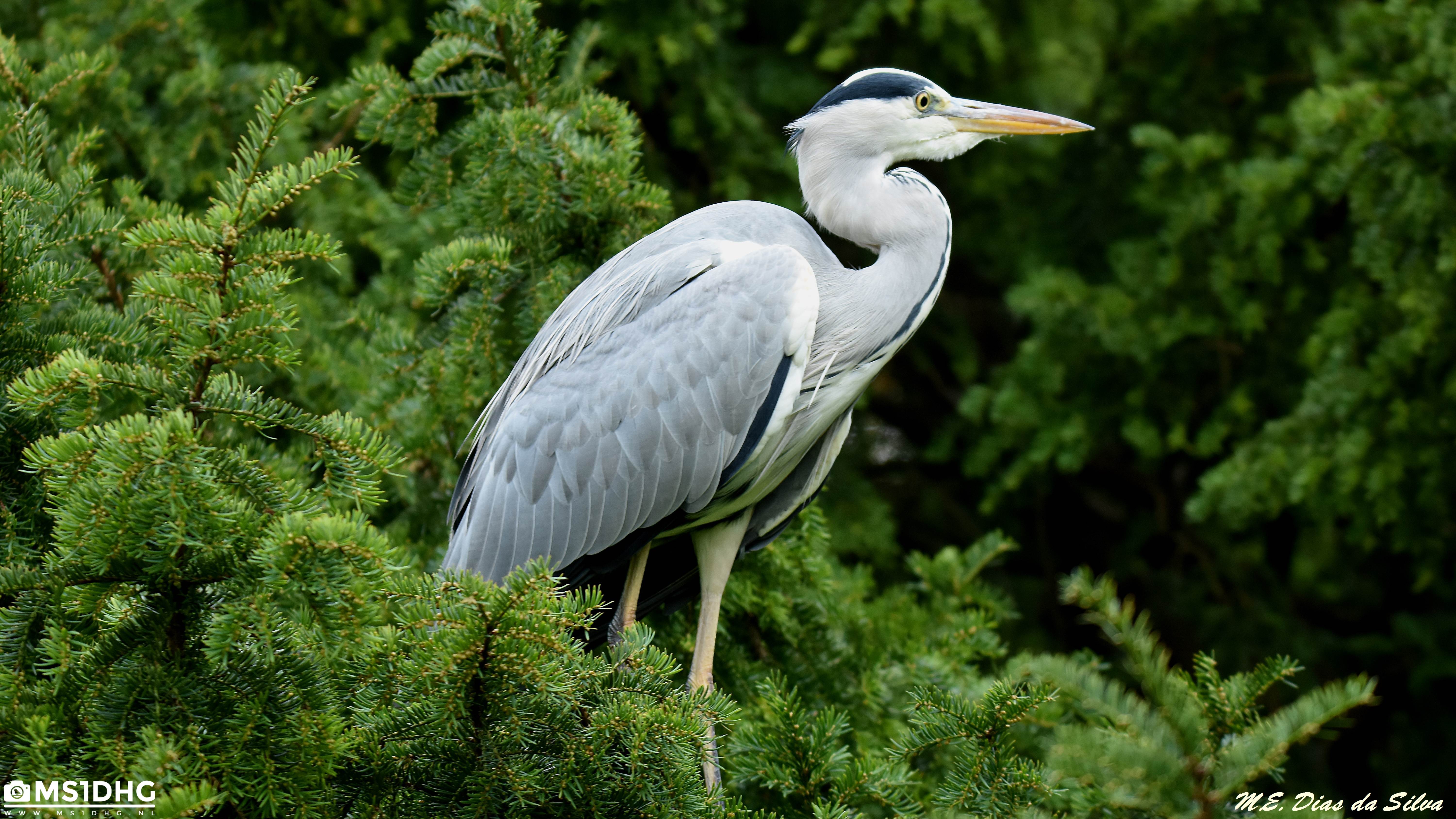 Hoje foi dia de Bicudas Blauwe%20reiger%20(11)