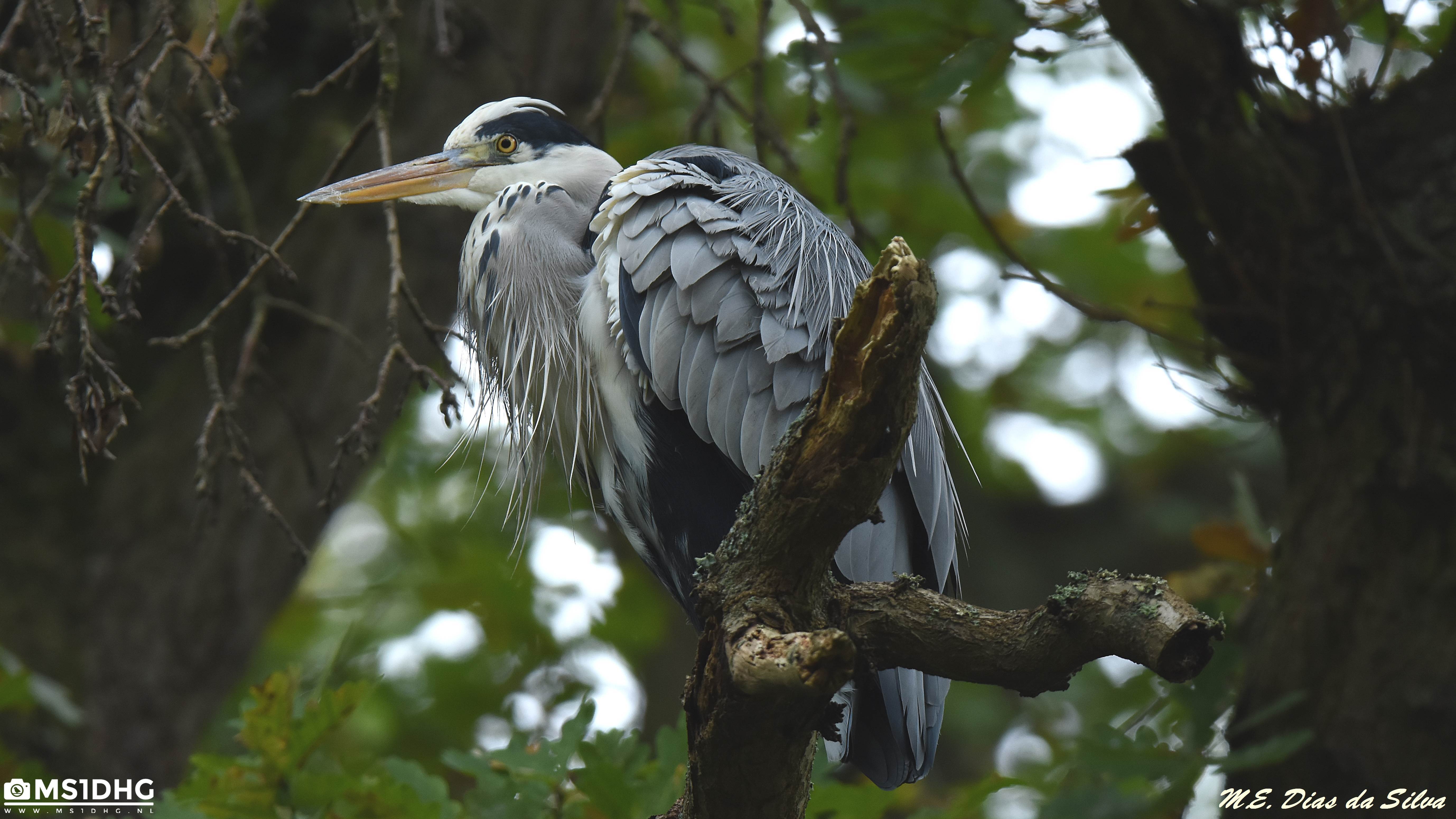 Hoje foi dia de Bicudas Blauwe%20reiger