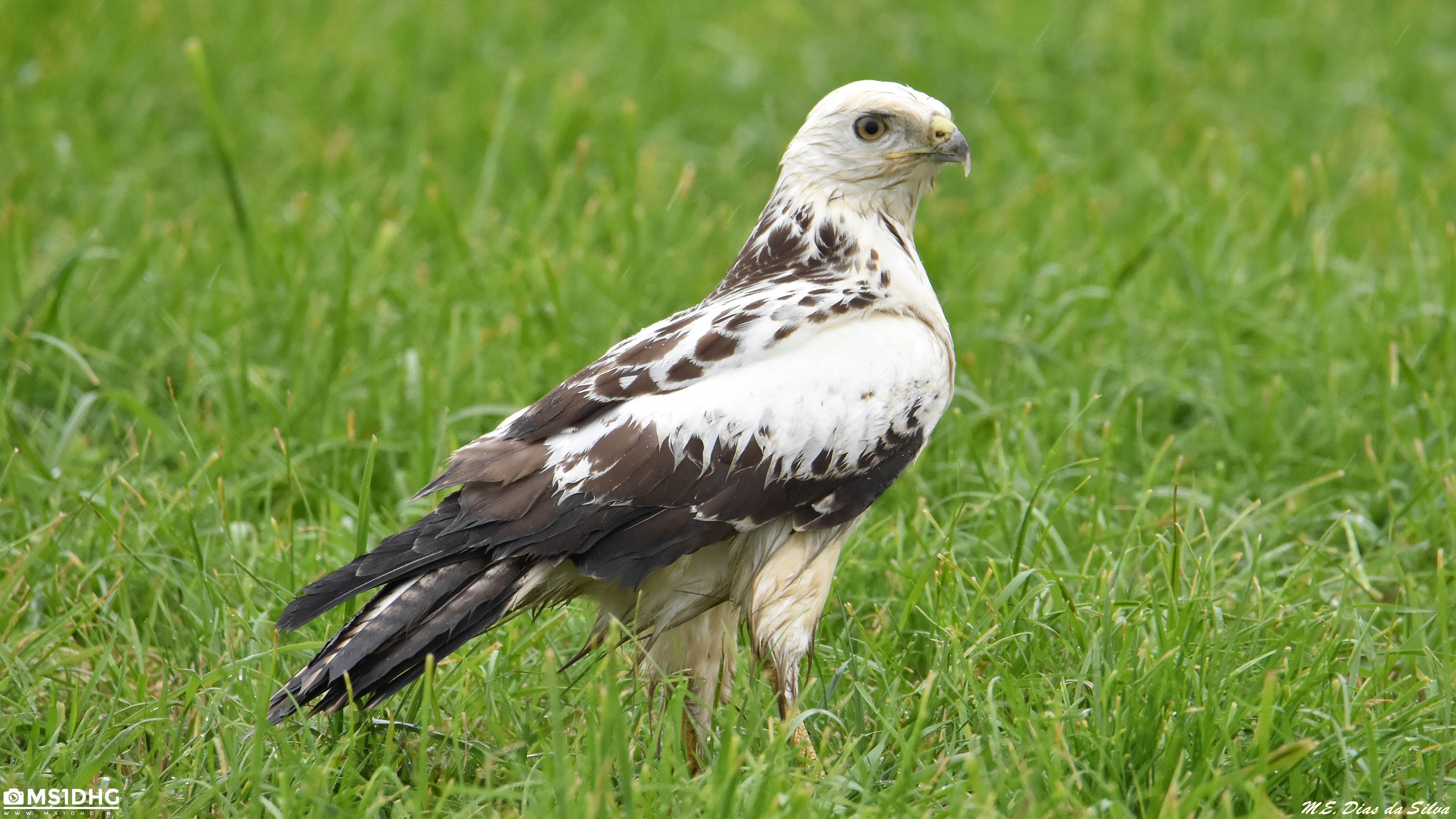 Buteo super loiro e molhado da chuva Buteo%20loiro%20(4)