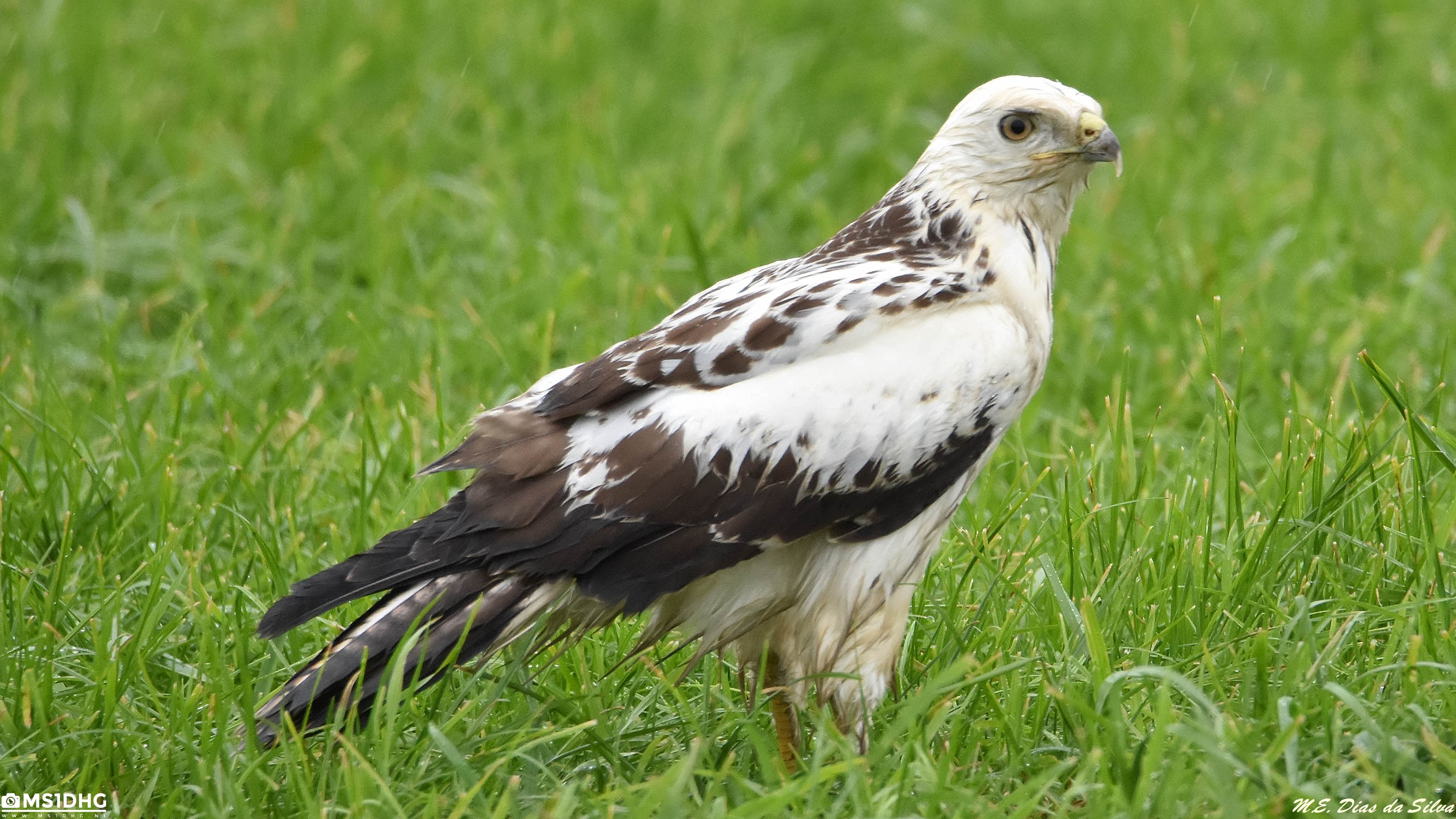 Buteo super loiro e molhado da chuva Buteo%20loiro%20(5)