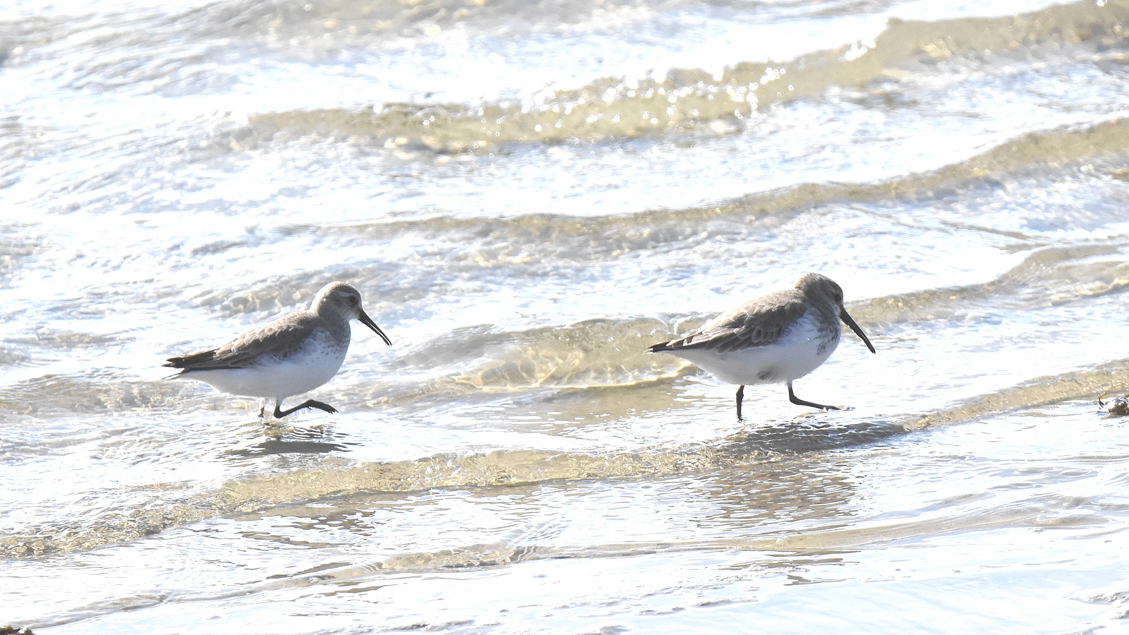 ID Confirmação Calidris alpina Calidris%20alpina