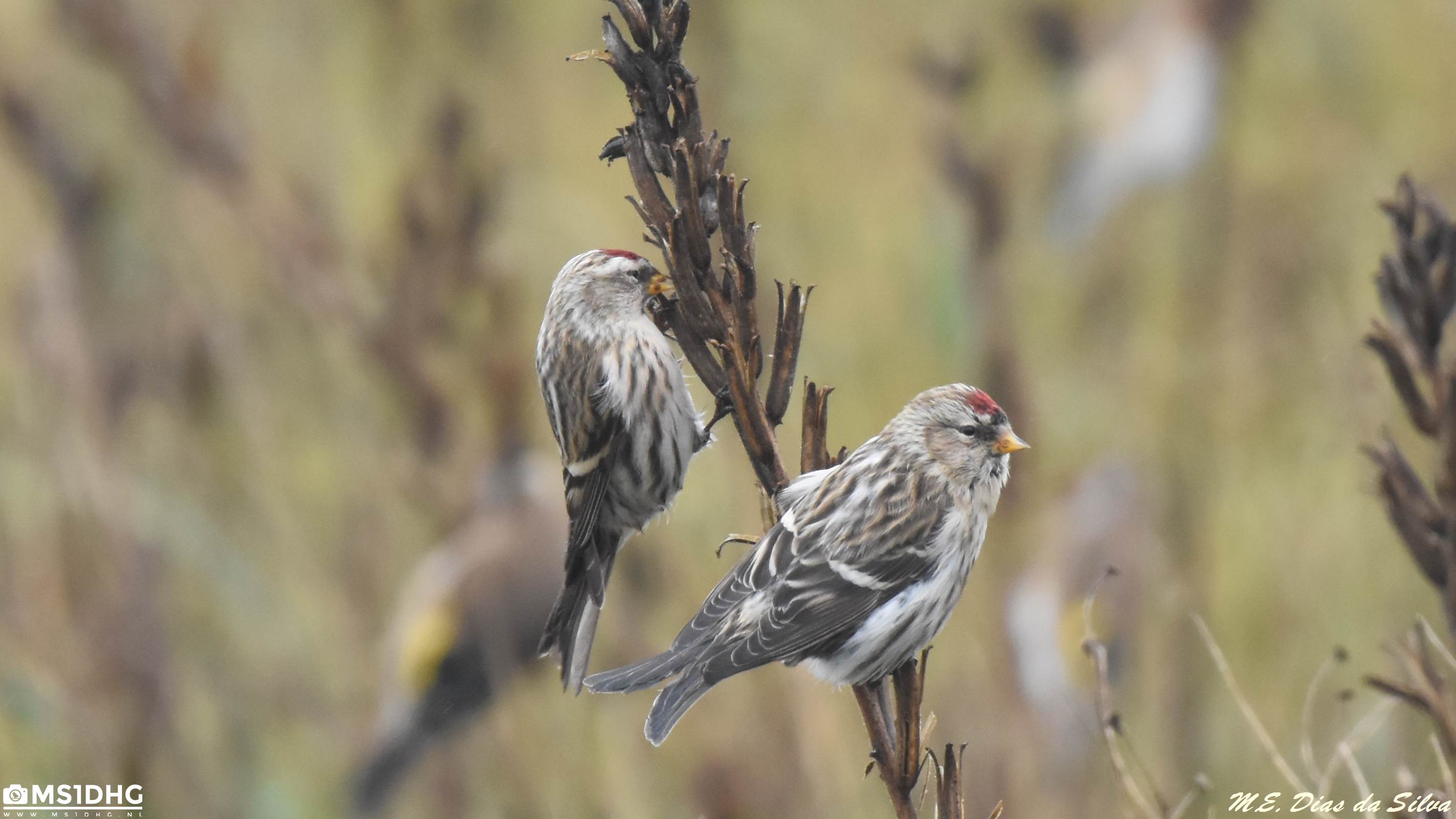 Hoje foi dia de caça os Carduelis Carduelis%20(2)