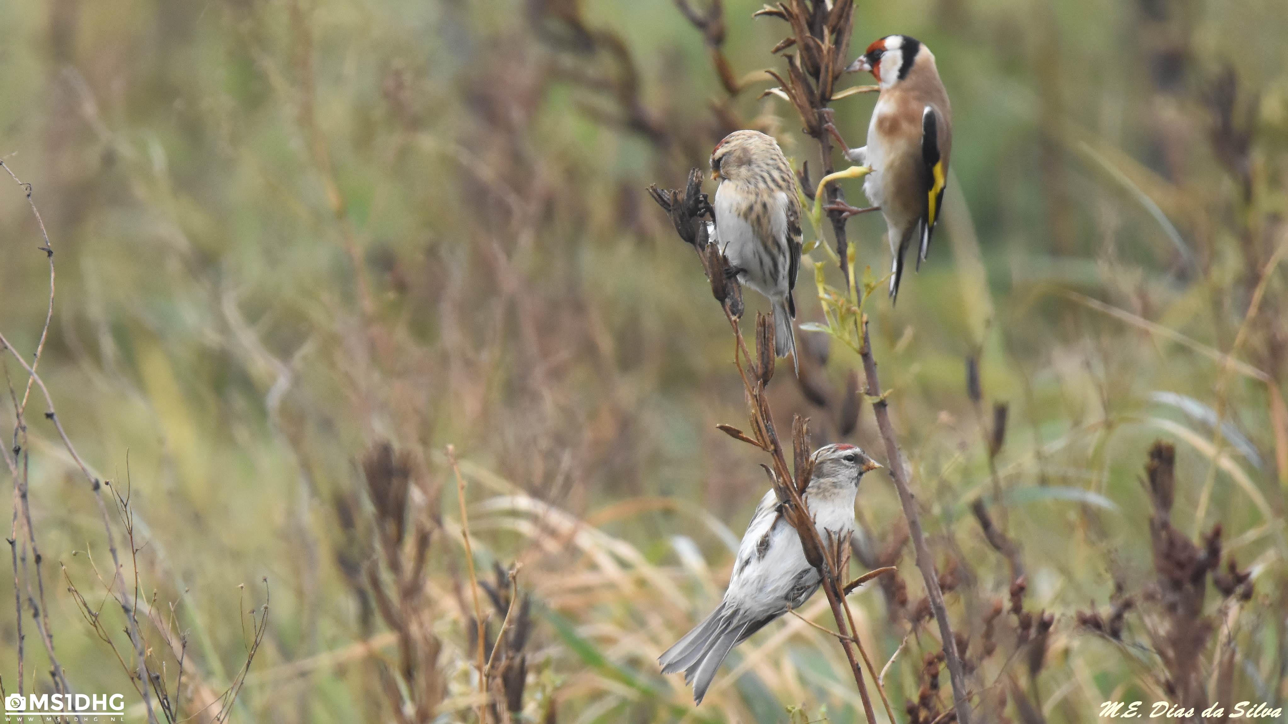 Hoje foi dia de caça os Carduelis Carduelis%20(3)