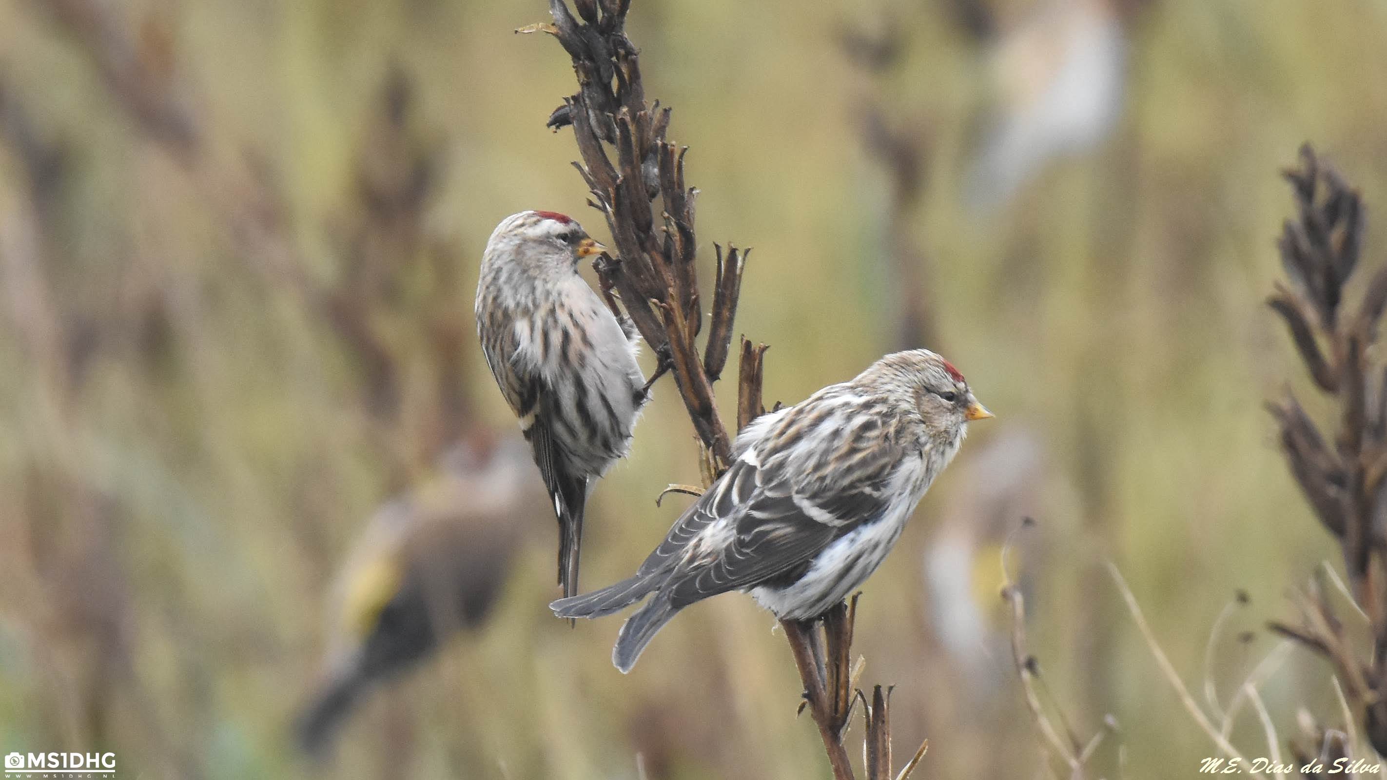 Hoje foi dia de caça os Carduelis Carduelis