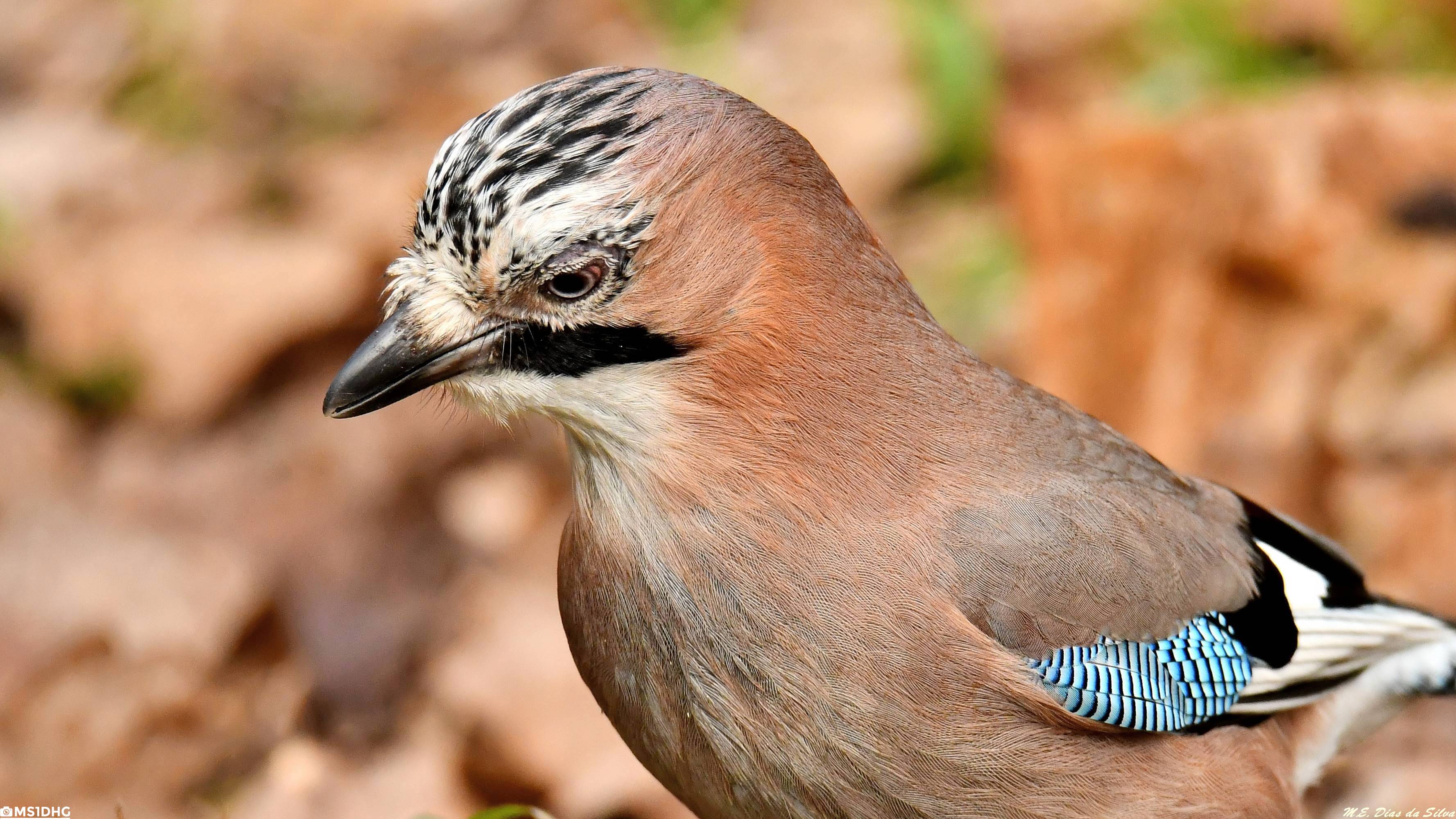 Gaio (Garrulus glandarius) Gaio-comum%20(21)