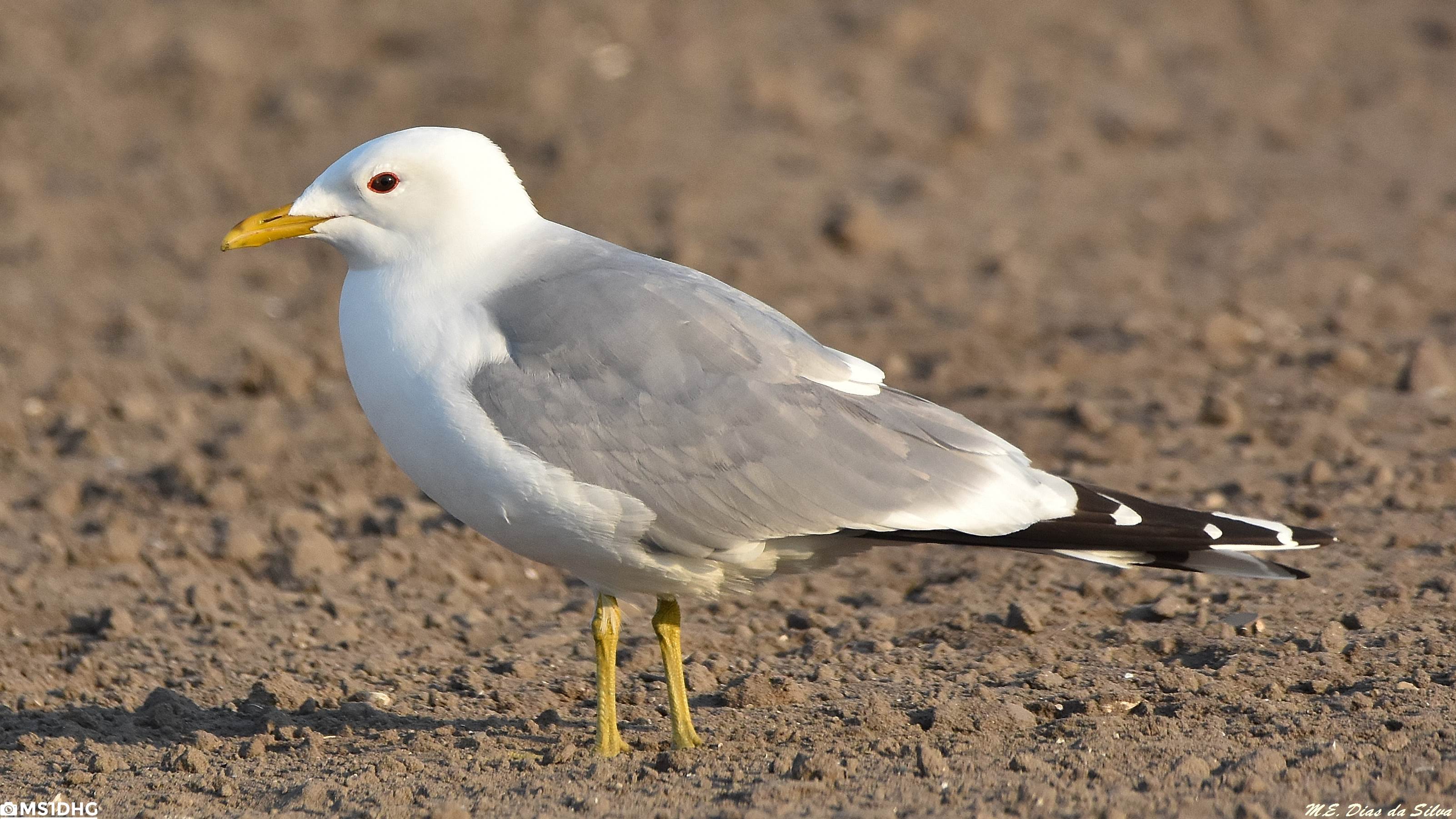 Gaivota-parda Adulta Gaivota-parda%20(12)