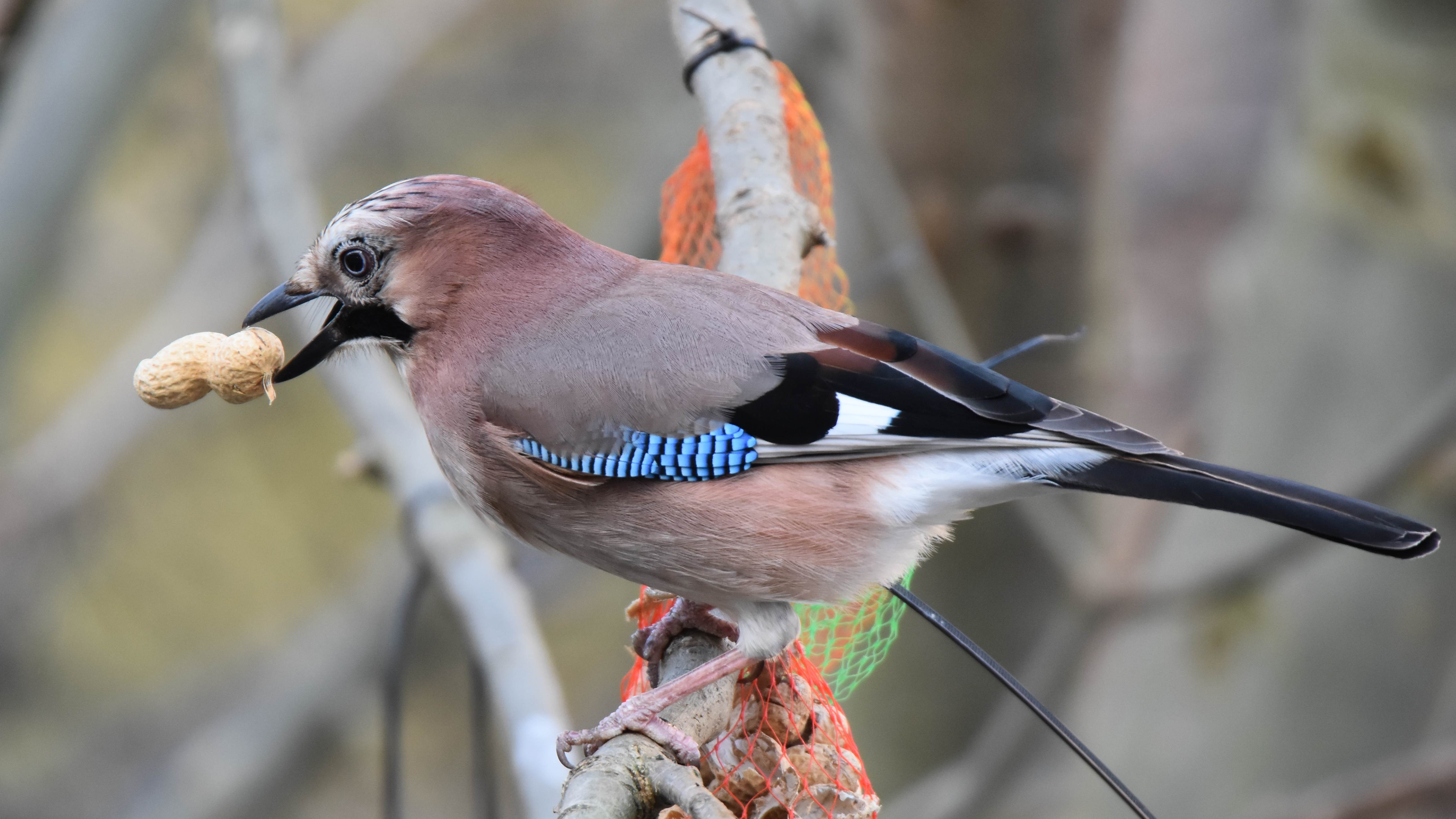 Gaio Garrulus%20glandarius%20(45)