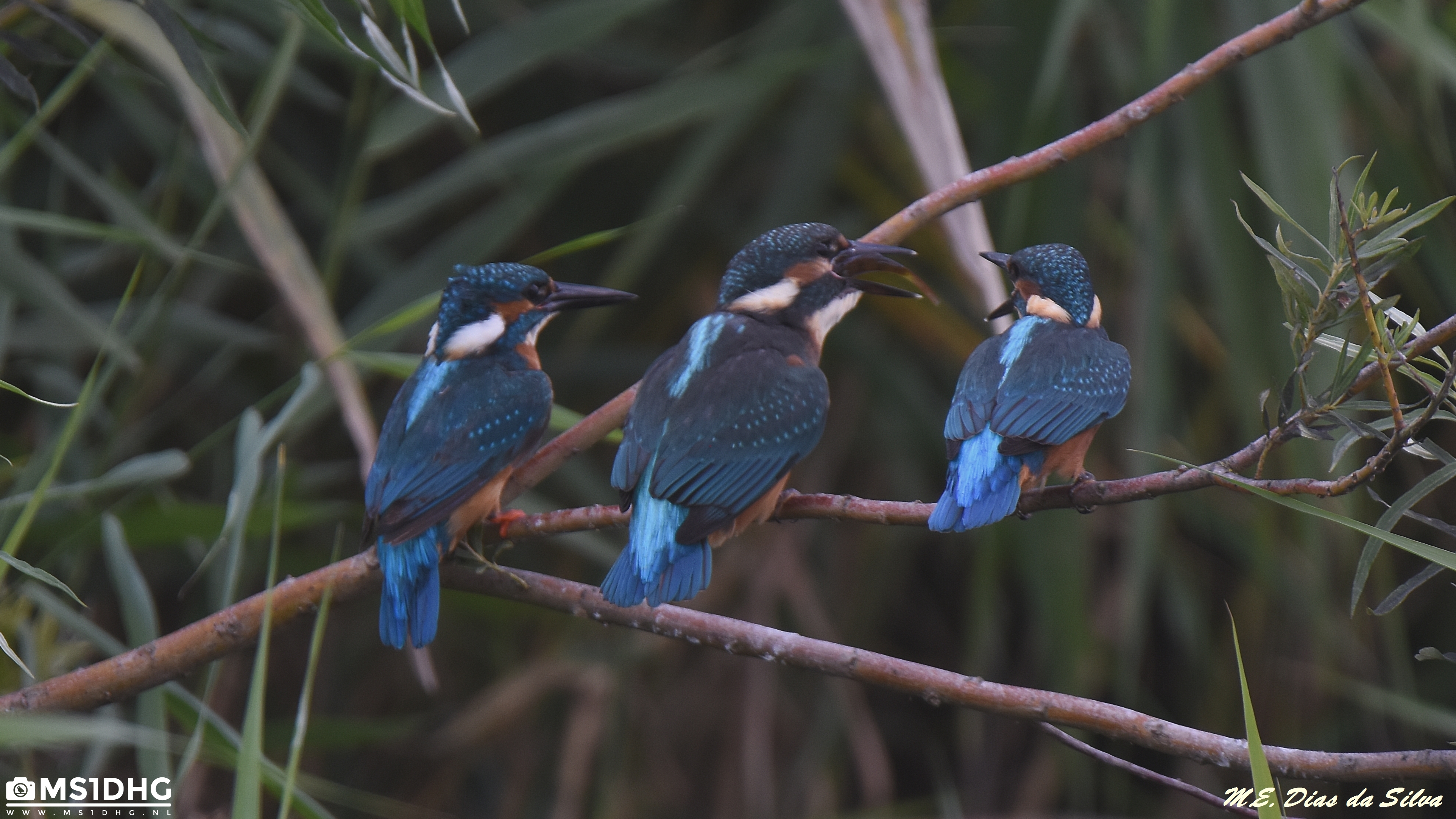 3 Guarda Rios Ijsvogel%20(11)