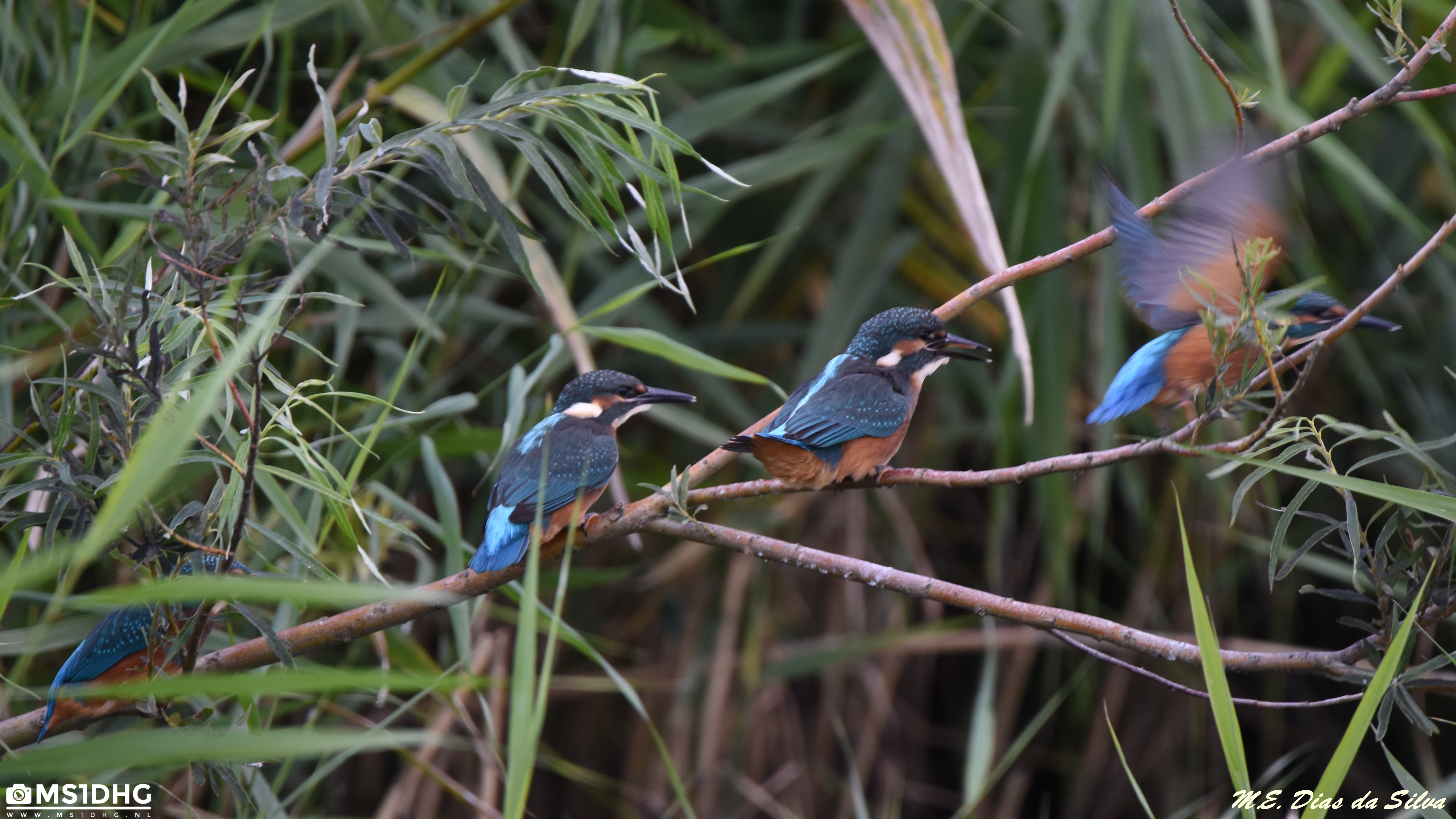 3 Guarda Rios Ijsvogel%20(12)