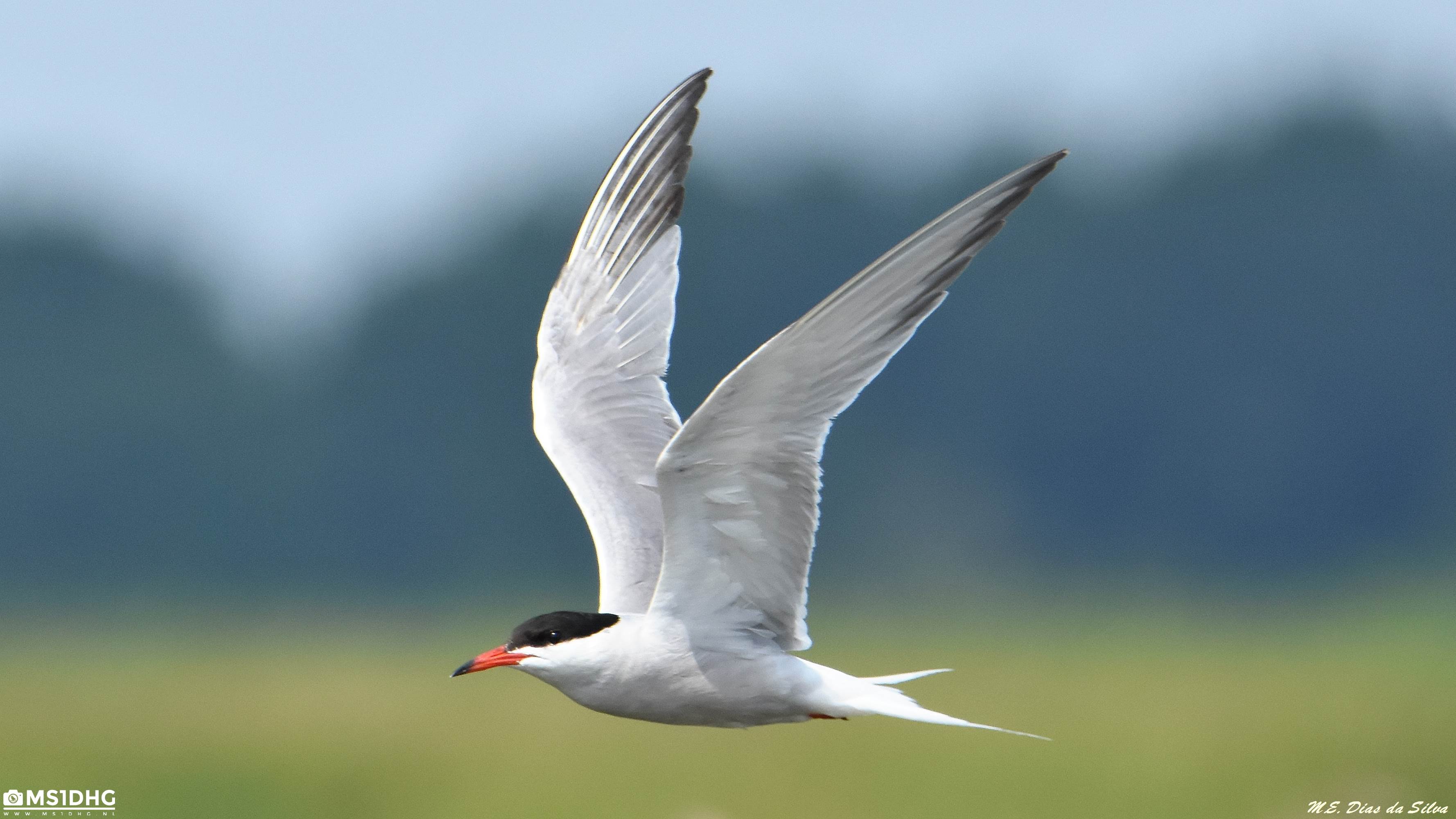 Andorinha do mar voando Sterna%20hirundo%20(5)