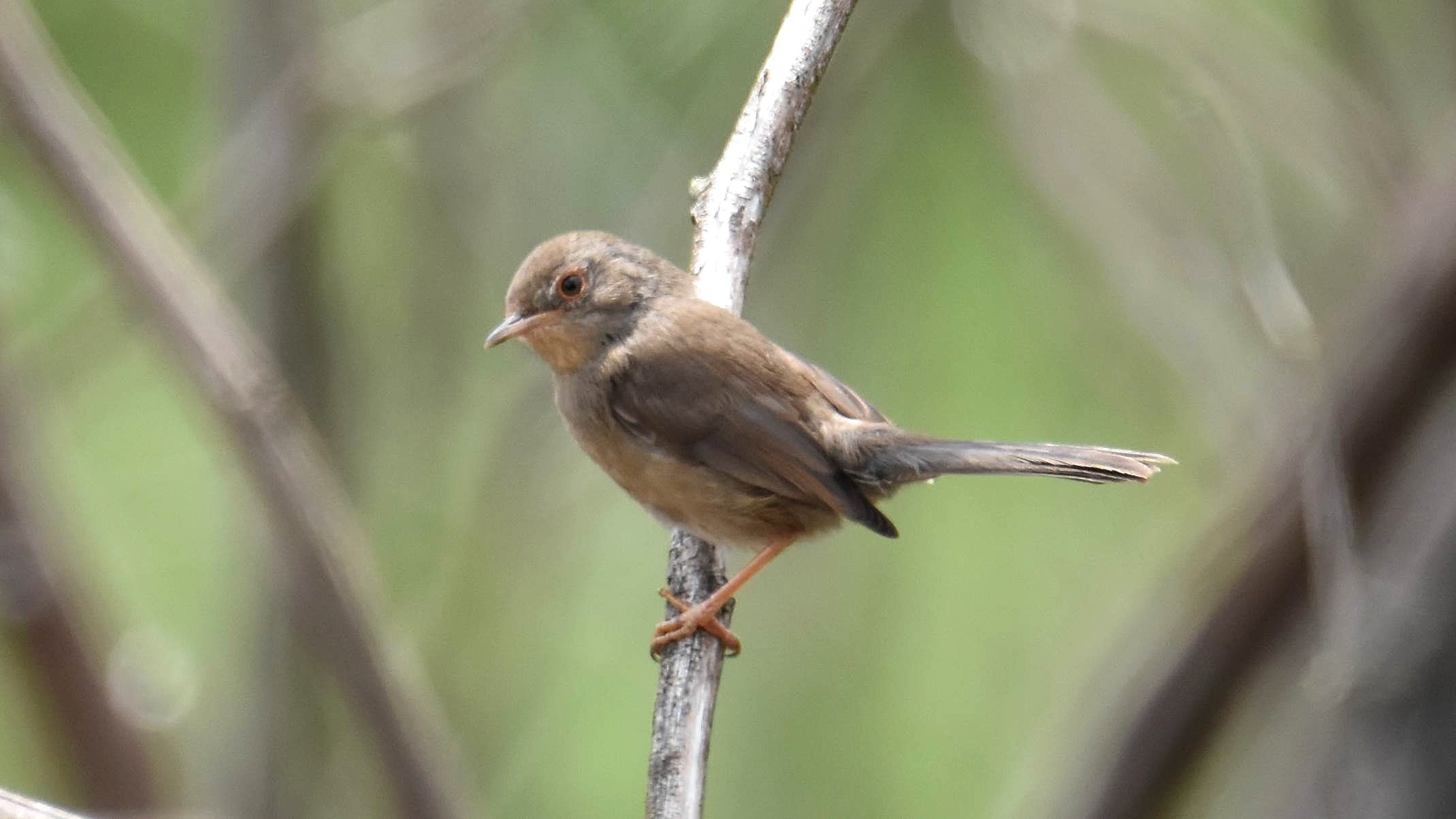 id: confirmacao Toutinegra-do-mato Toutinegra-do-mato%20(4)