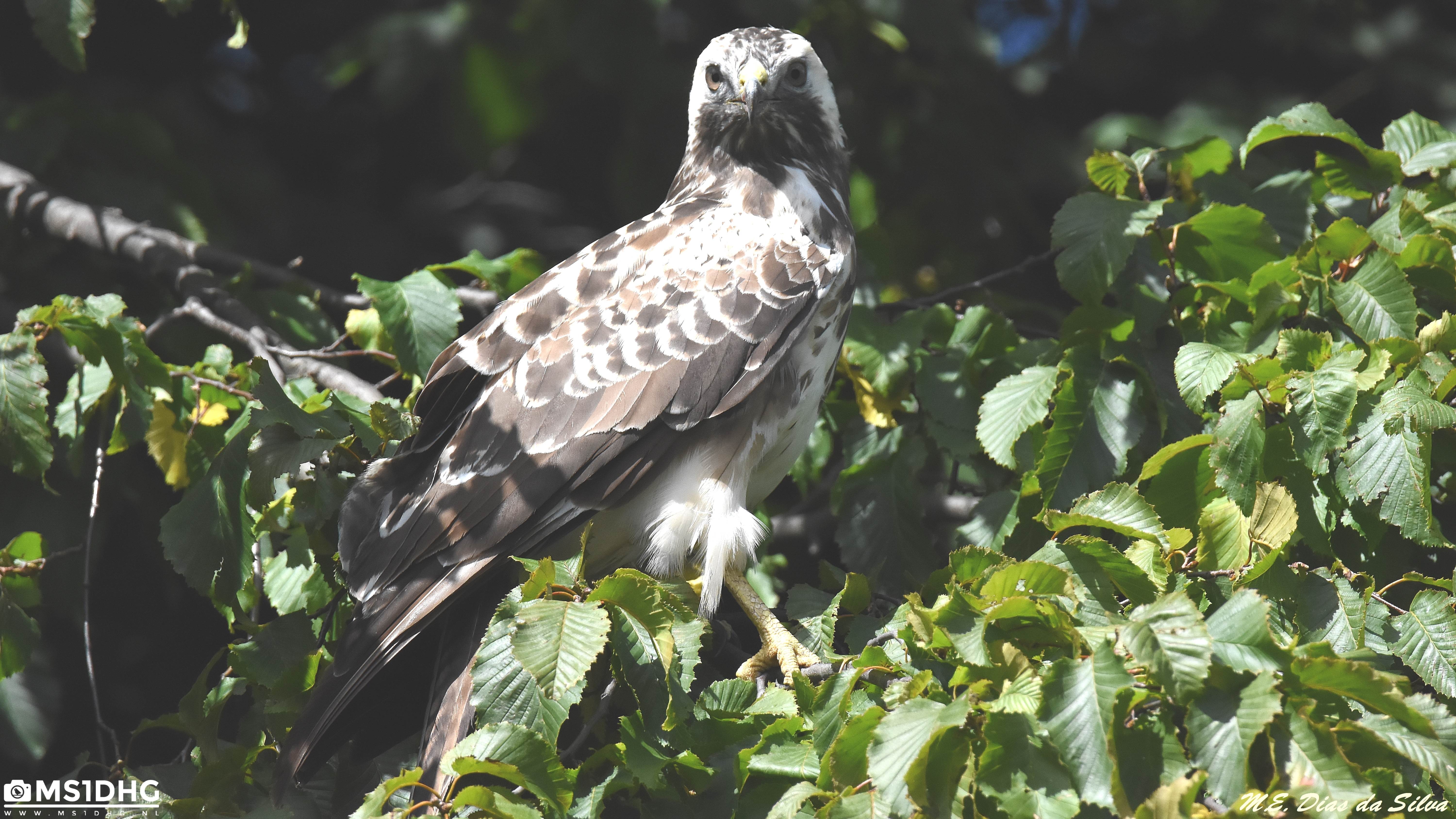 Buteo loiro Buteo%20buteo%201