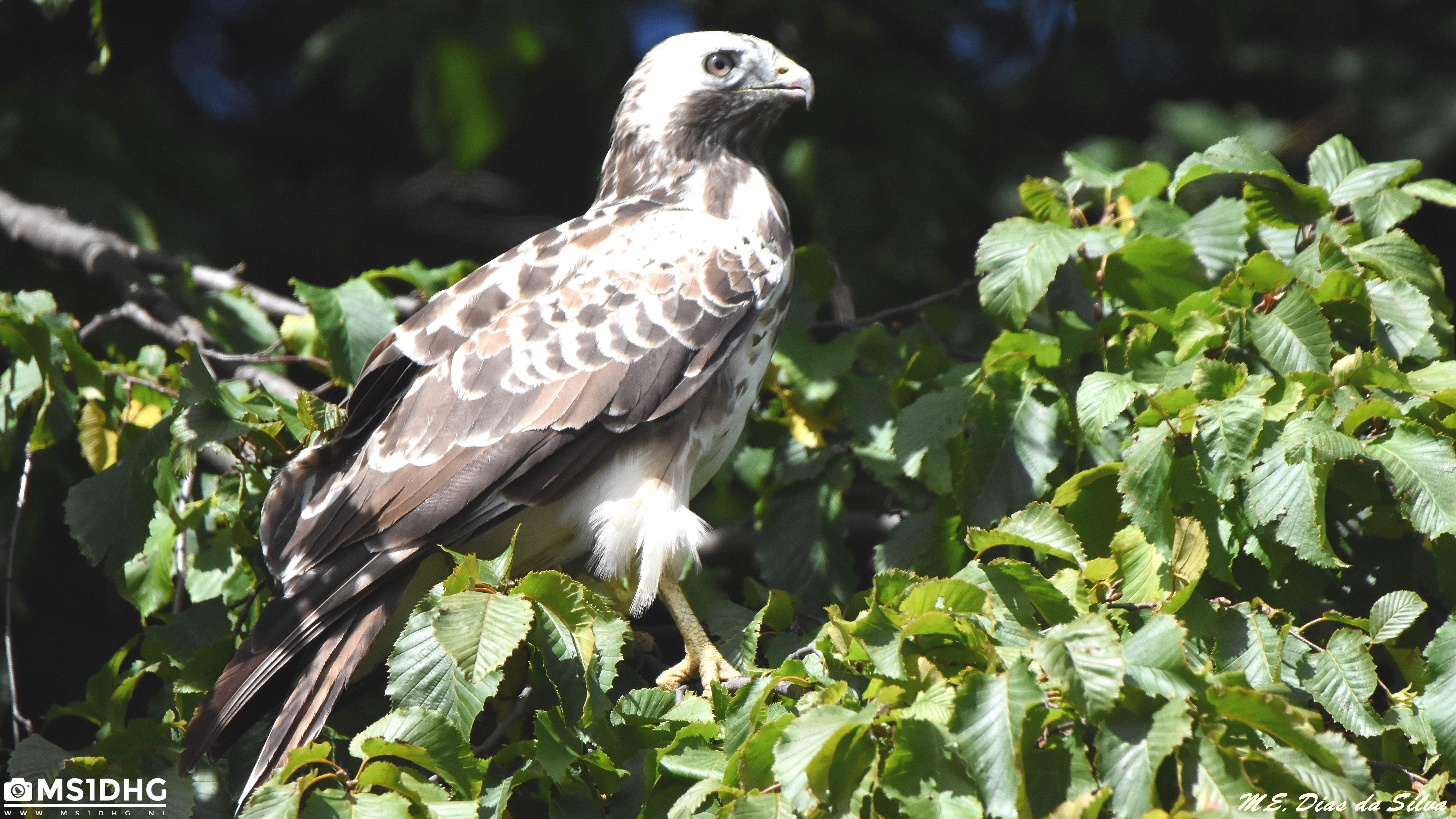 Buteo loiro Buteo%20buteo%202