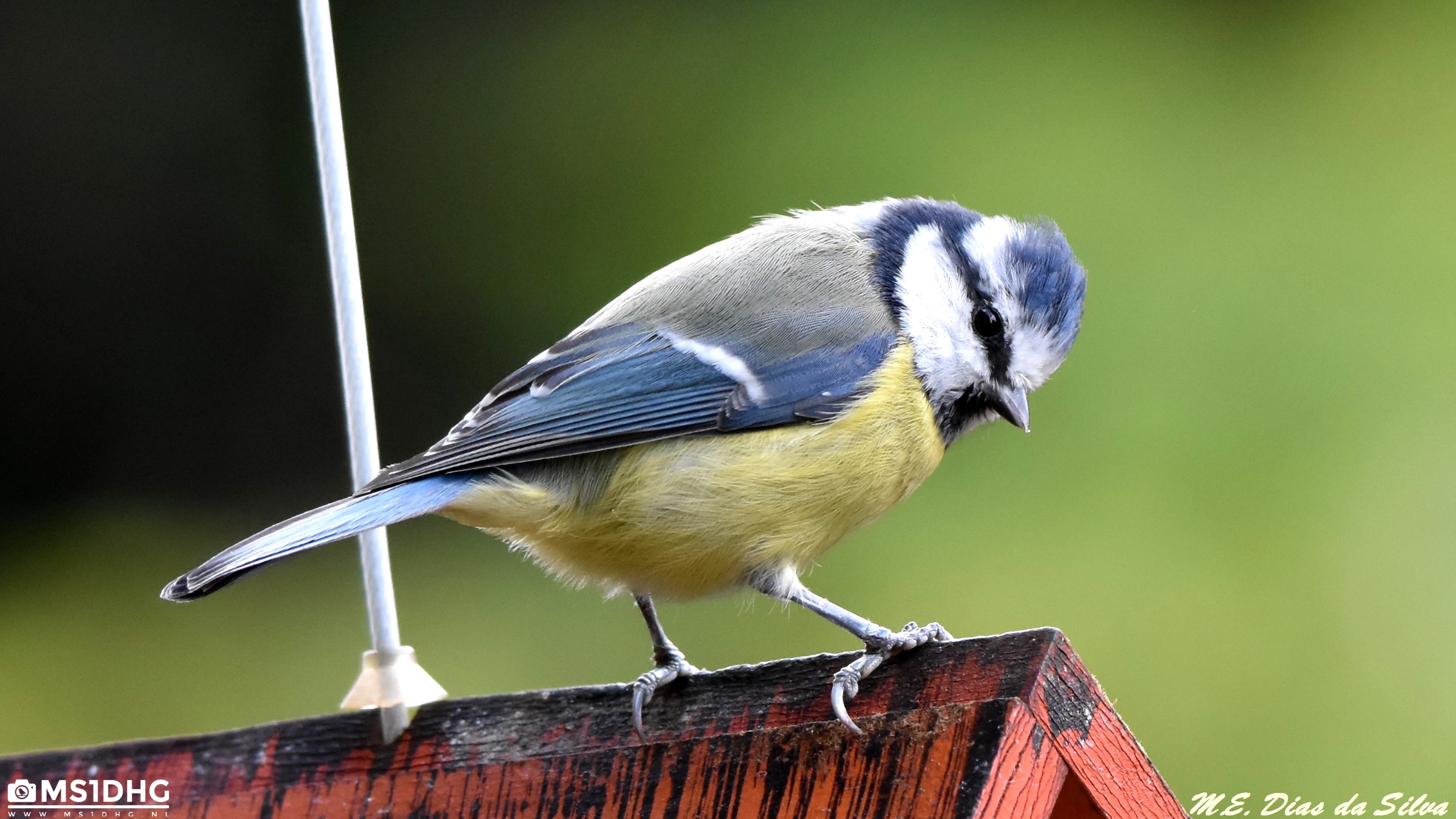  Chapim-azul (Cyanistes caeruleus)  Chapim%20azul%20(6)