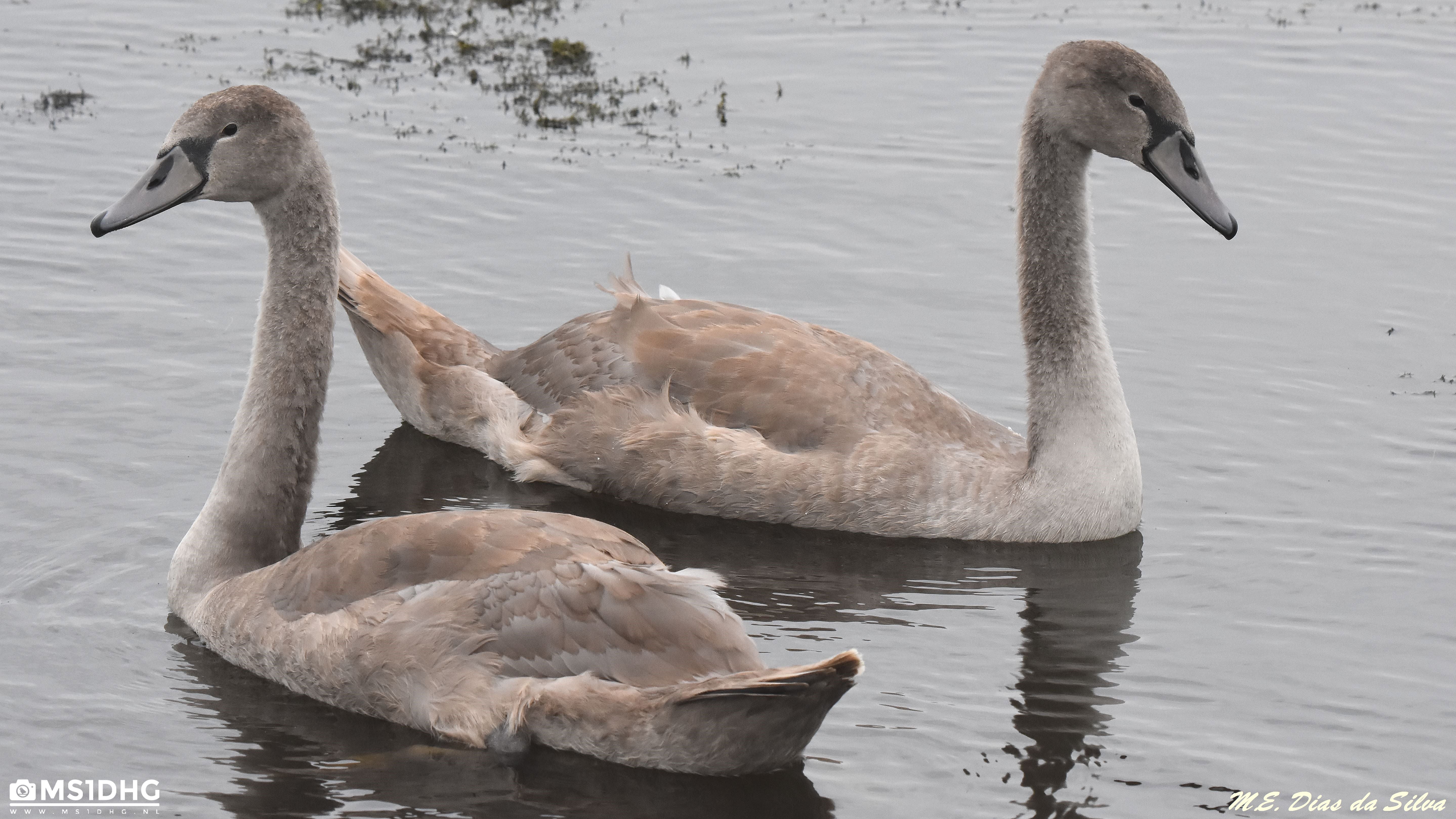 Familia de cisnes Dois%20cines