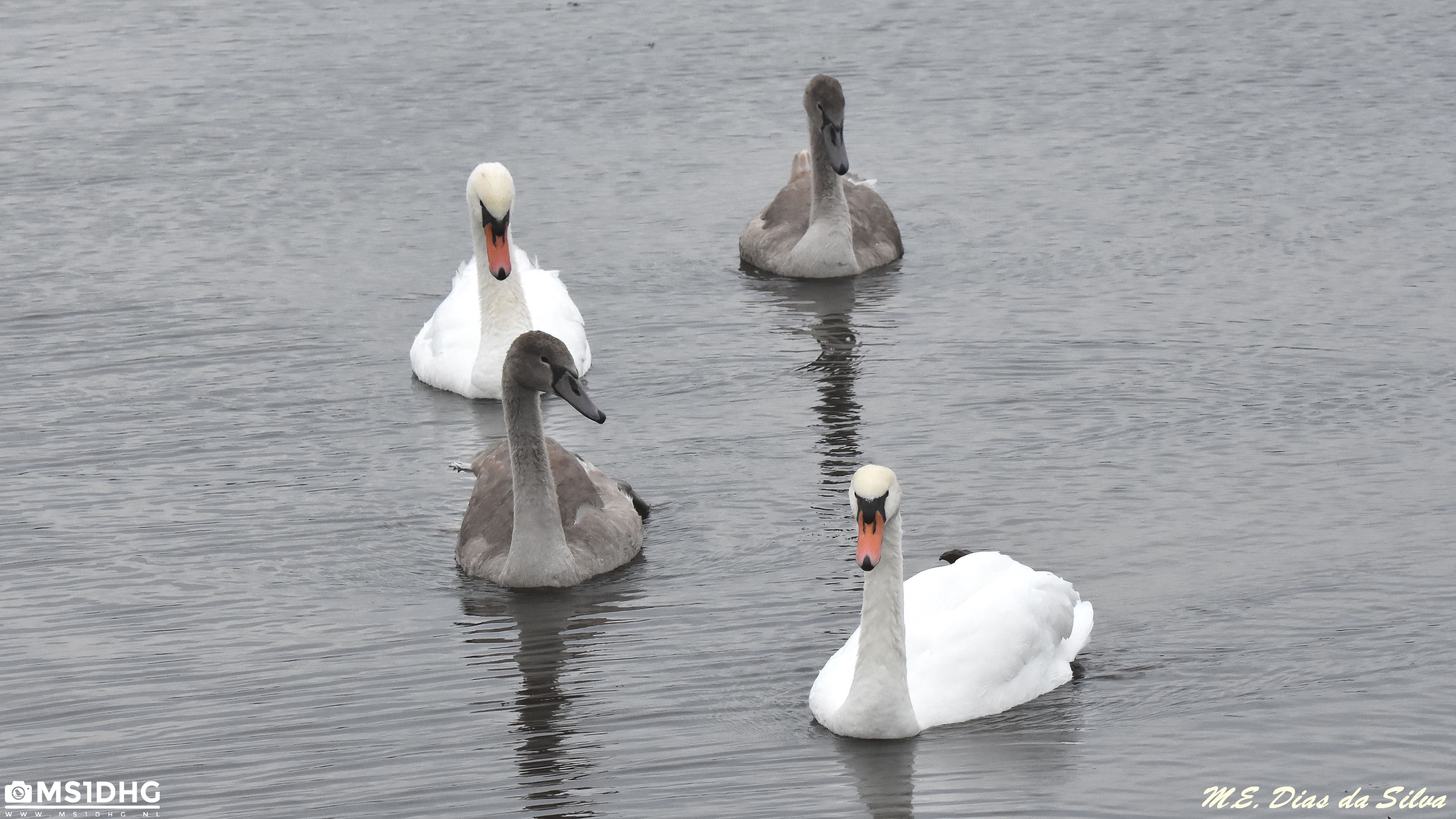 Familia de cisnes Familia%20cisnes