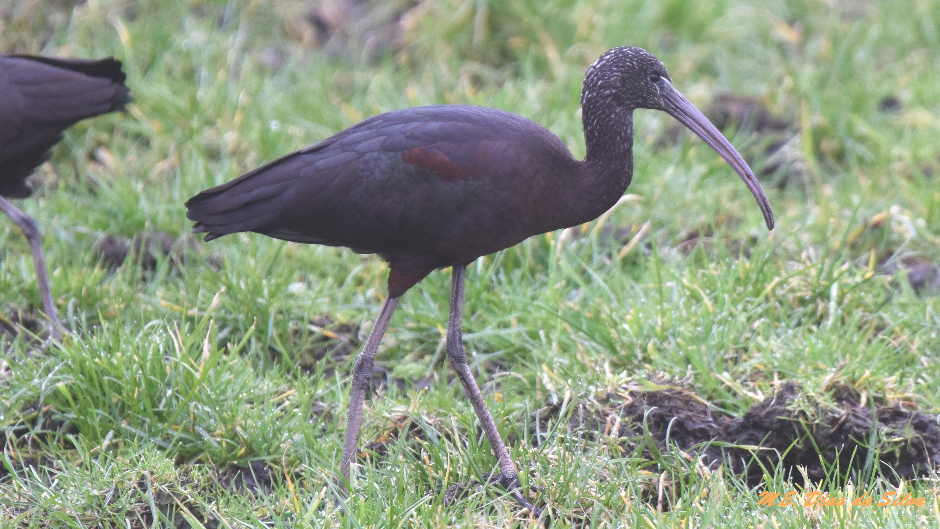 Caçada de hoje Ibis%20preto