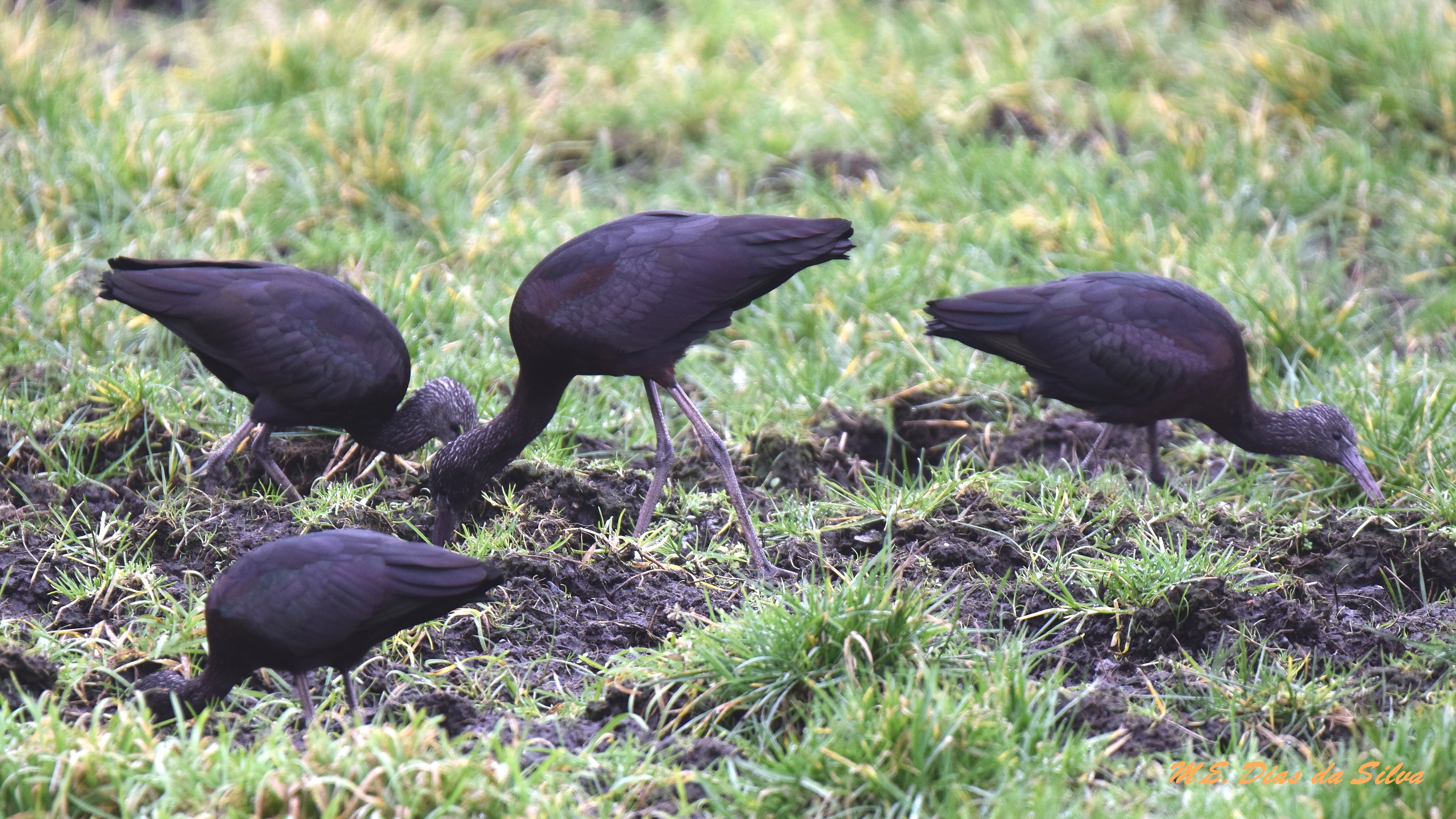 Caçada de hoje Ibis%20preto1