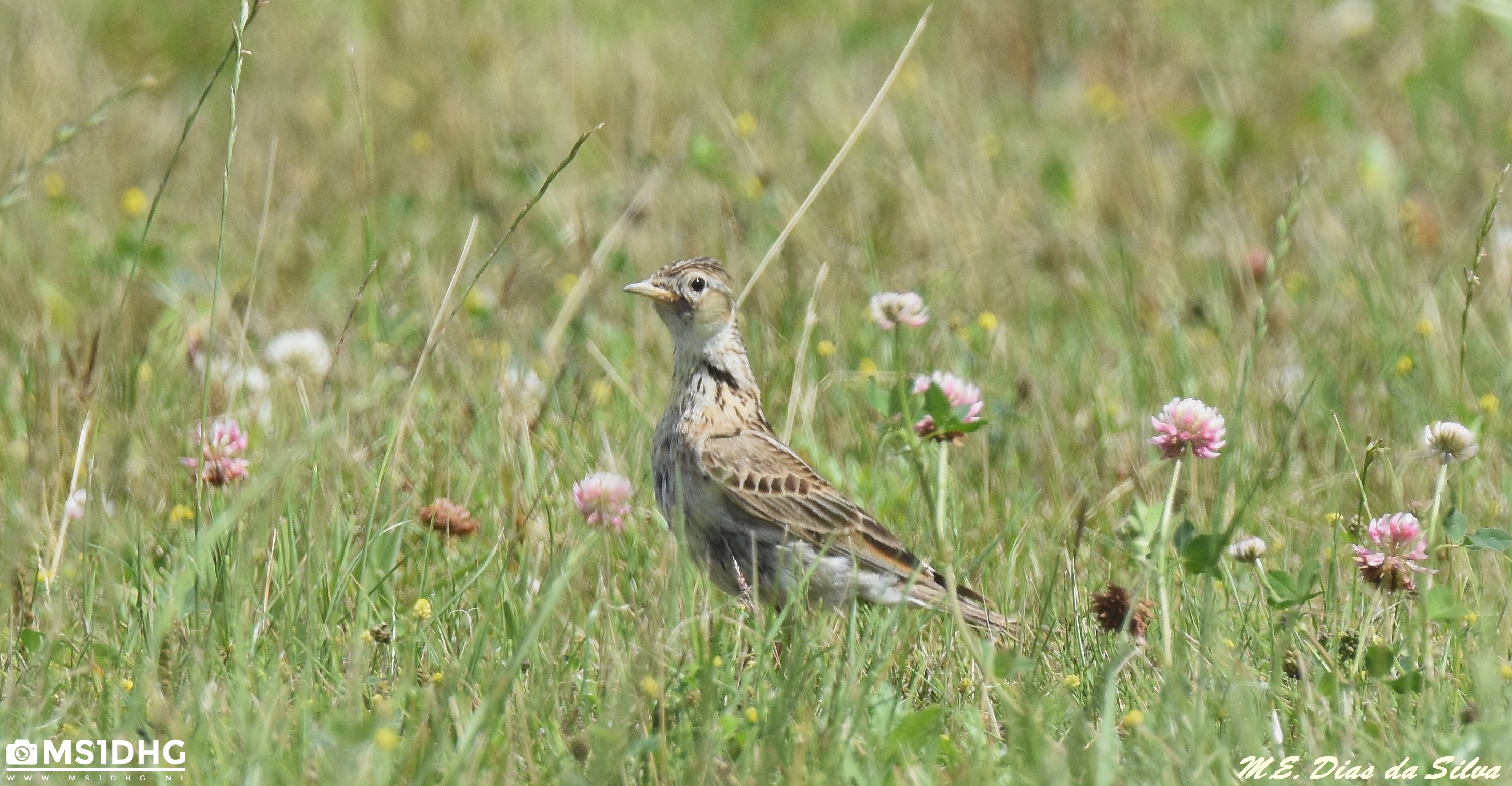 Confirmação ID: Laverca ? Laverca%20(Alauda%20arvensis)%20(2)