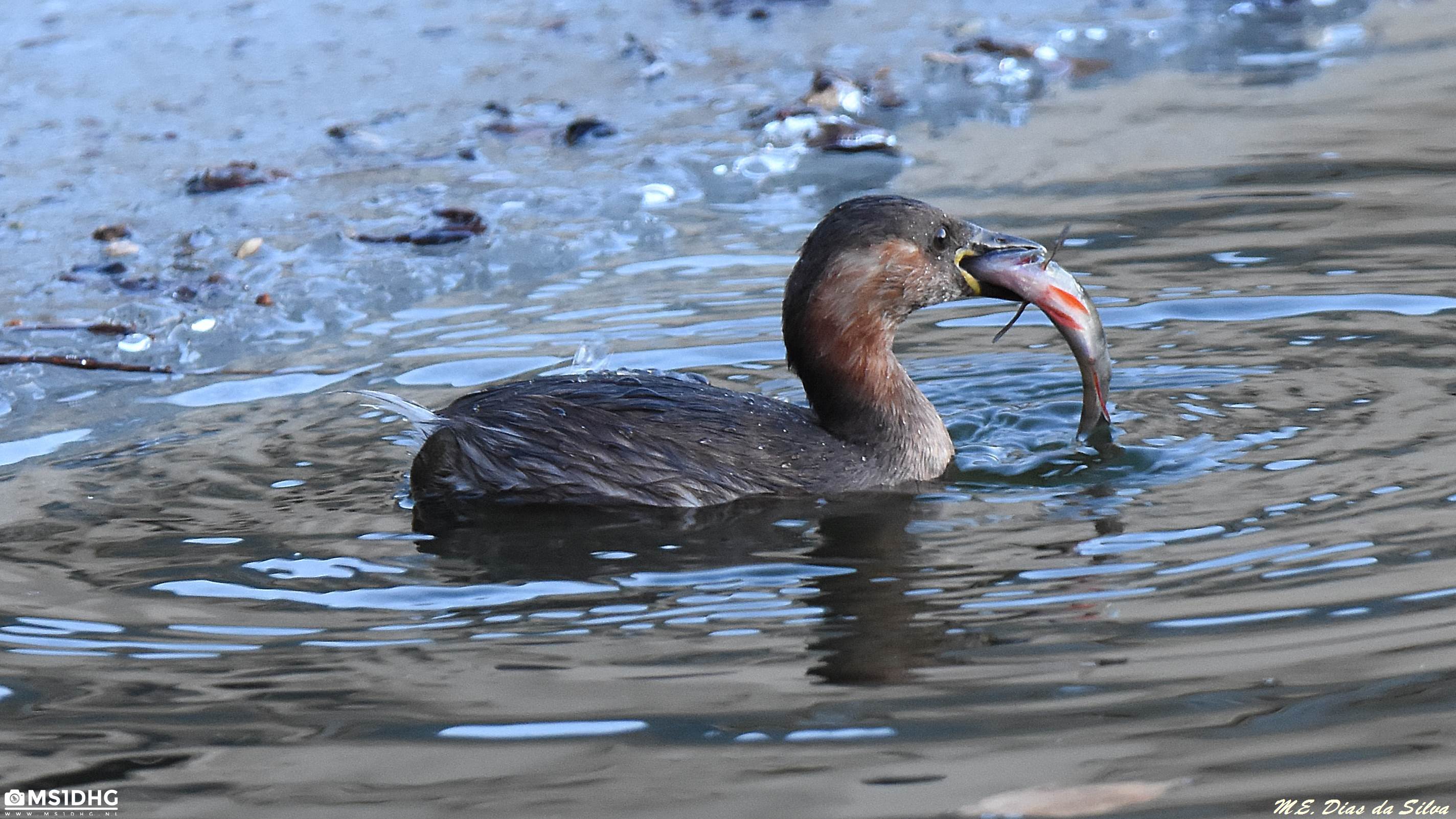 Pequeno mas grande pescador Mergulh%c3%a3o-pequeno%20(6)