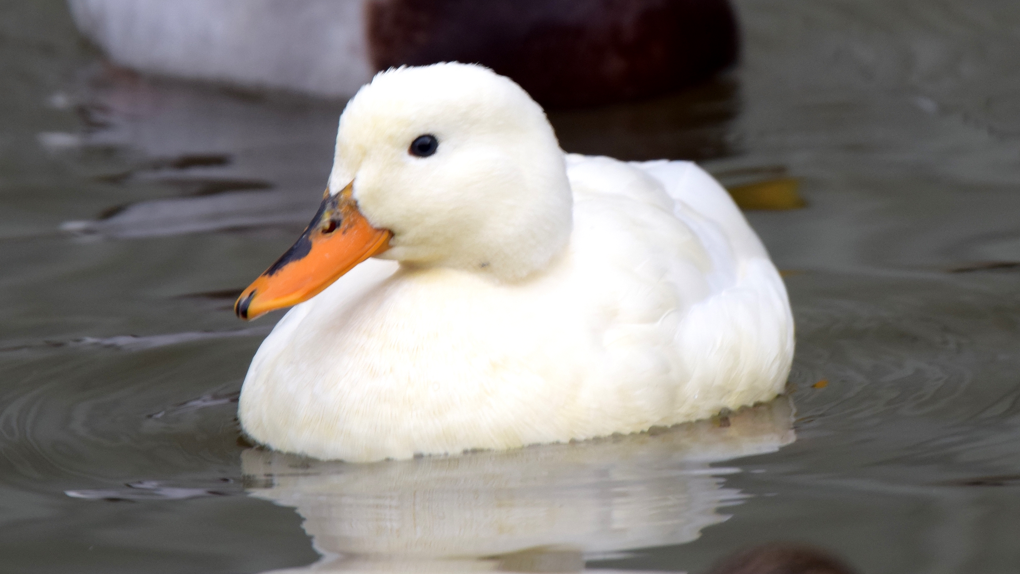 diversos patos Pato%20branco