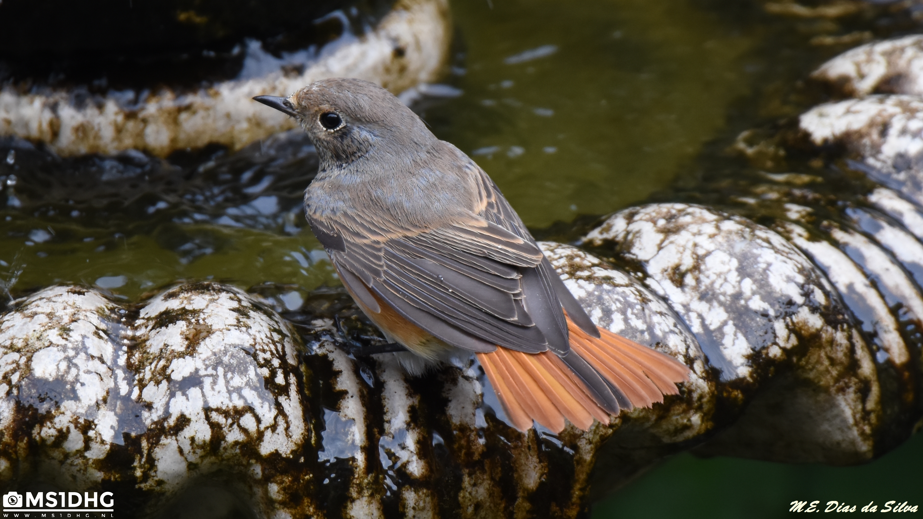 Rabirruivo-de-testa-branca (Phoenicurus phoenicurus) Rabirruivo-de-testa-branca%20(Phoenicurus%20phoenicurus)%20(3)