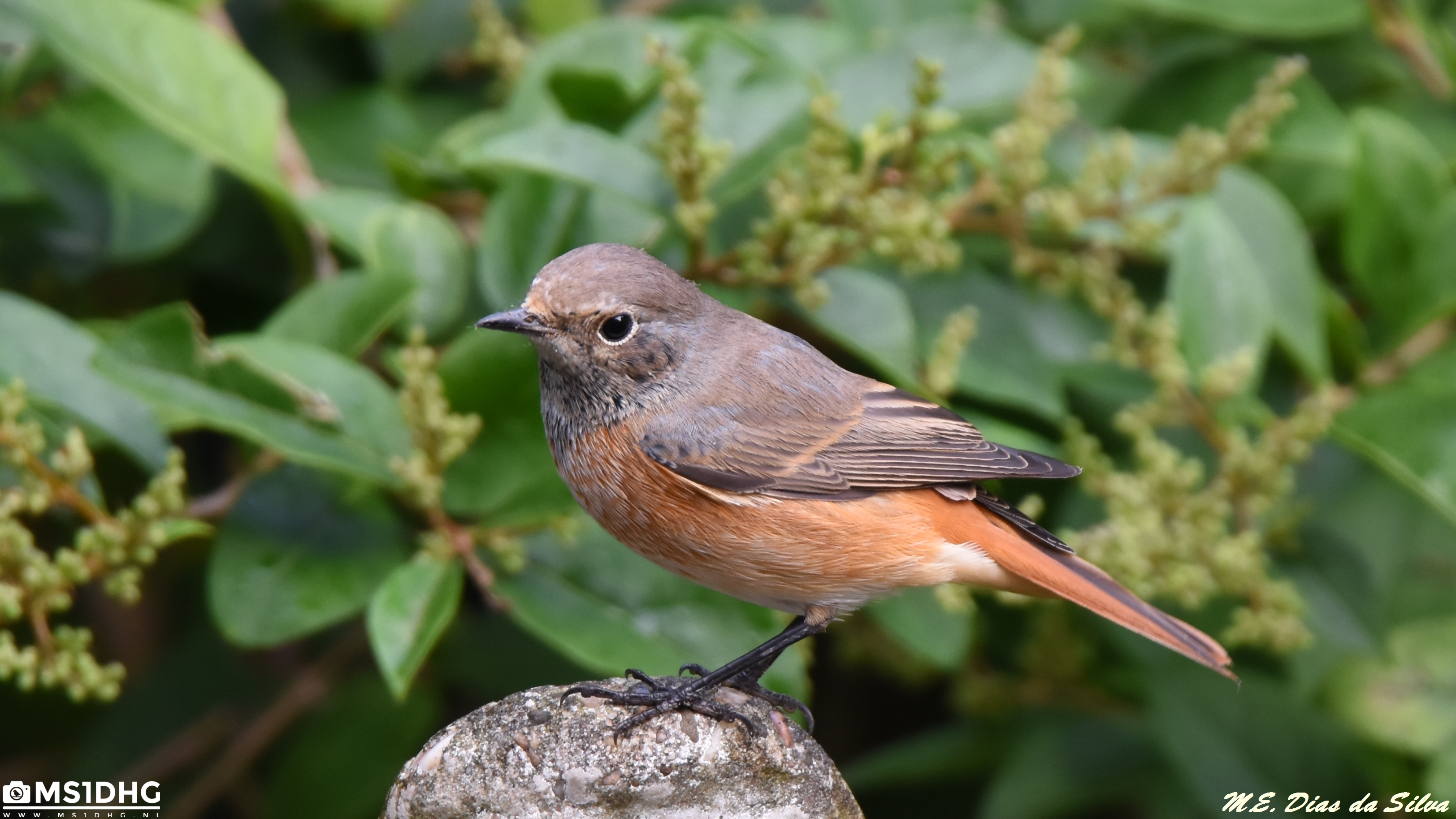 Rabirruivo-de-testa-branca (Phoenicurus phoenicurus) Rabirruivo-de-testa-branca%20(Phoenicurus%20phoenicurus)