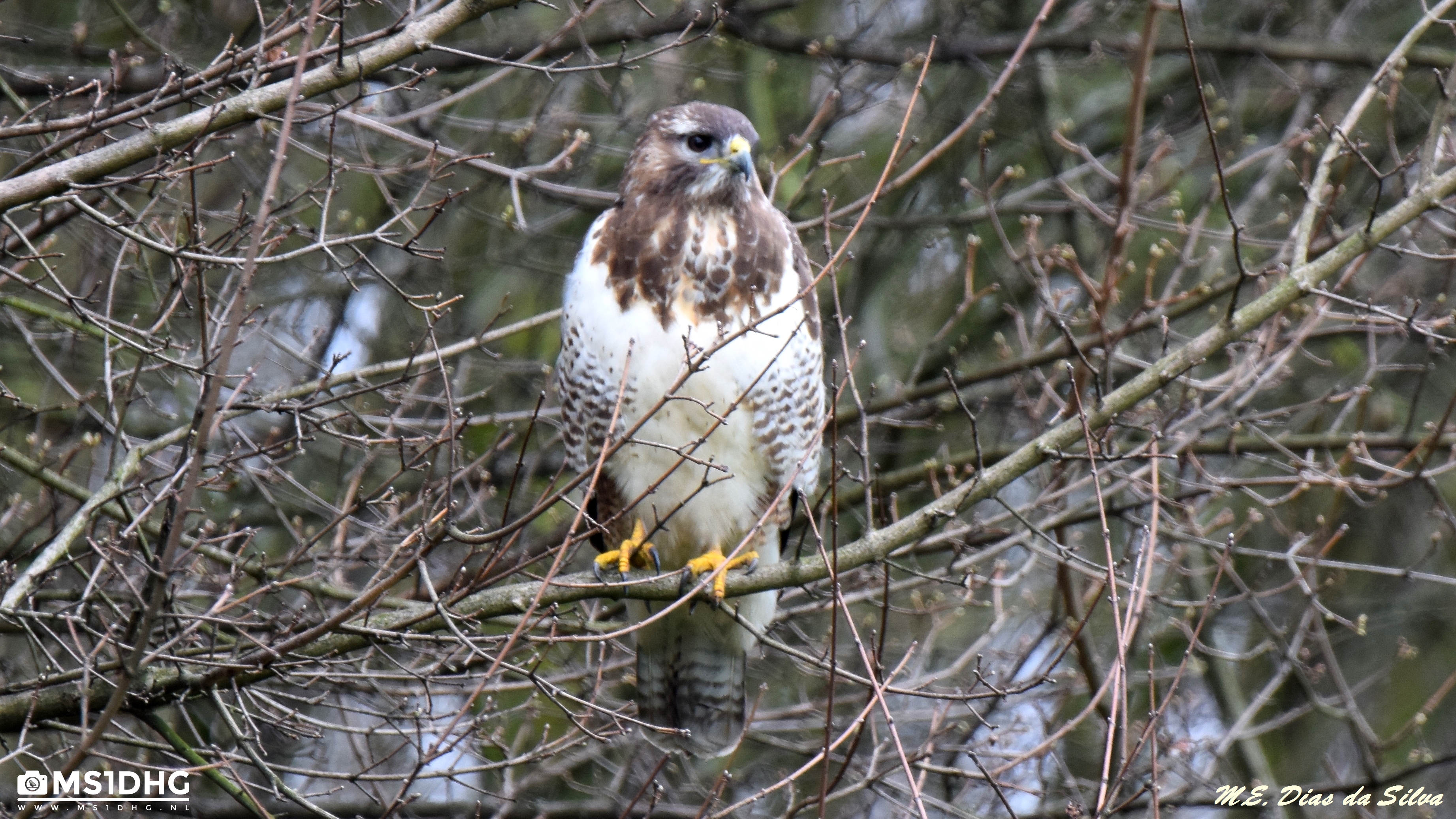 Buteo buteo loiro Buteo%20buteo