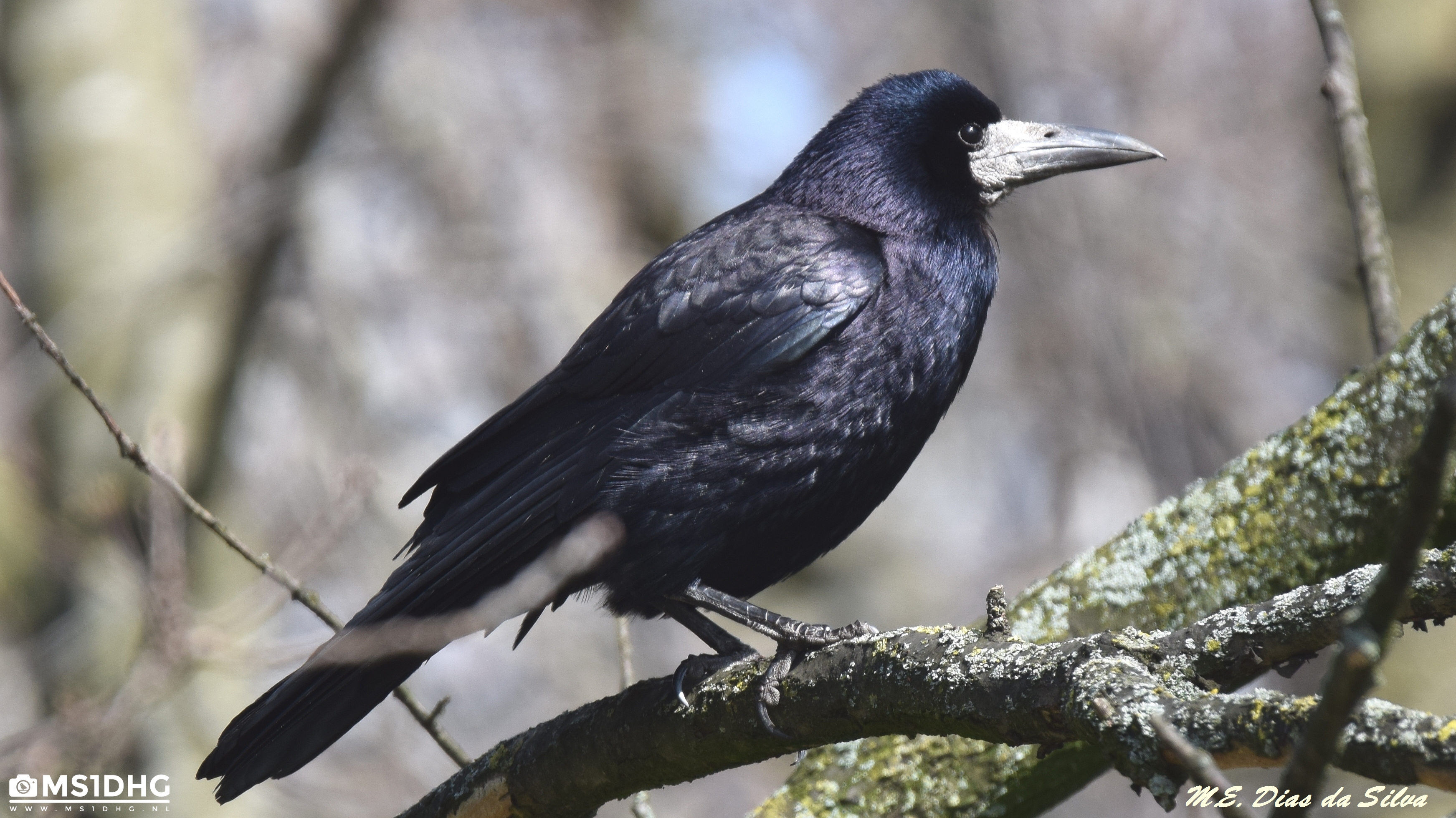 Gralha-calva (Corvus frugilegus)  Corvus%20frugilegus%20(2)