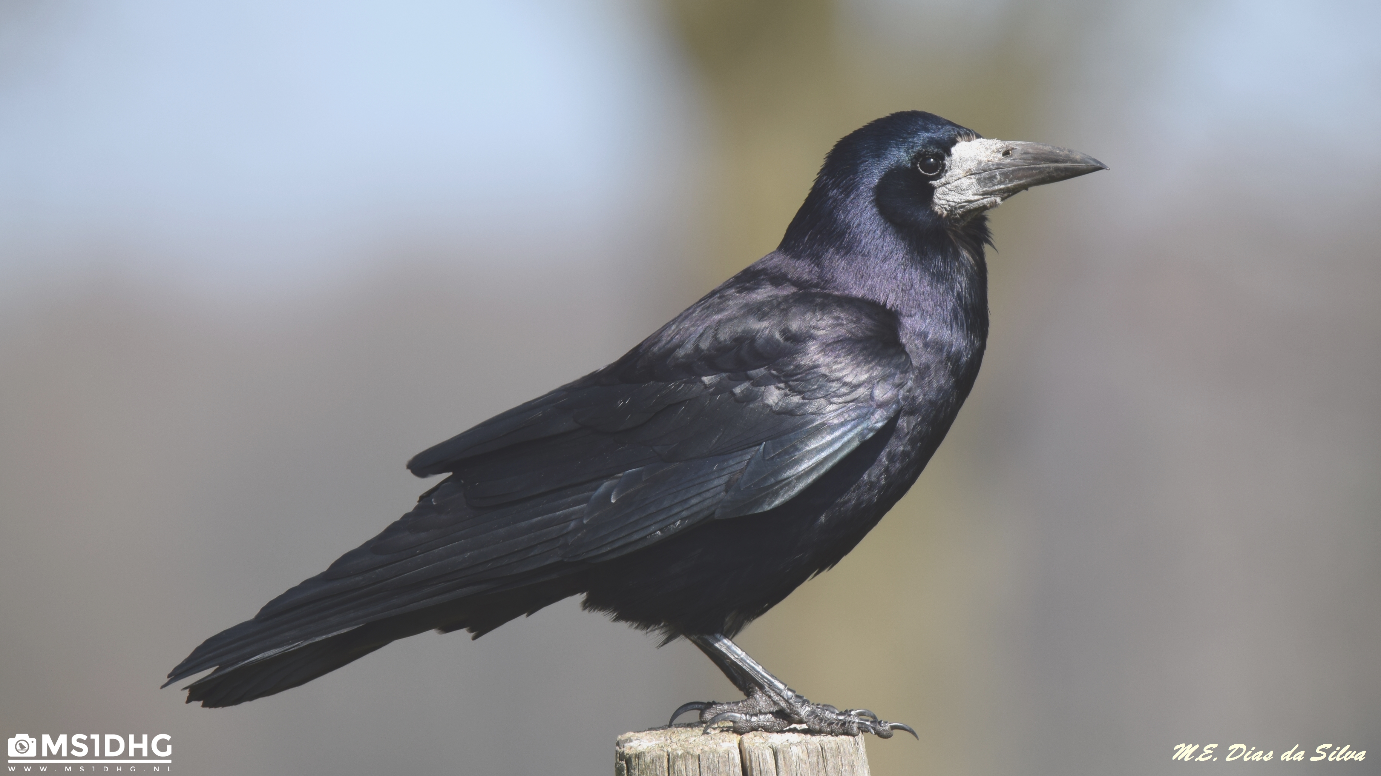 Gralha-calva (Corvus frugilegus)  Corvus%20frugilegus%20(3)