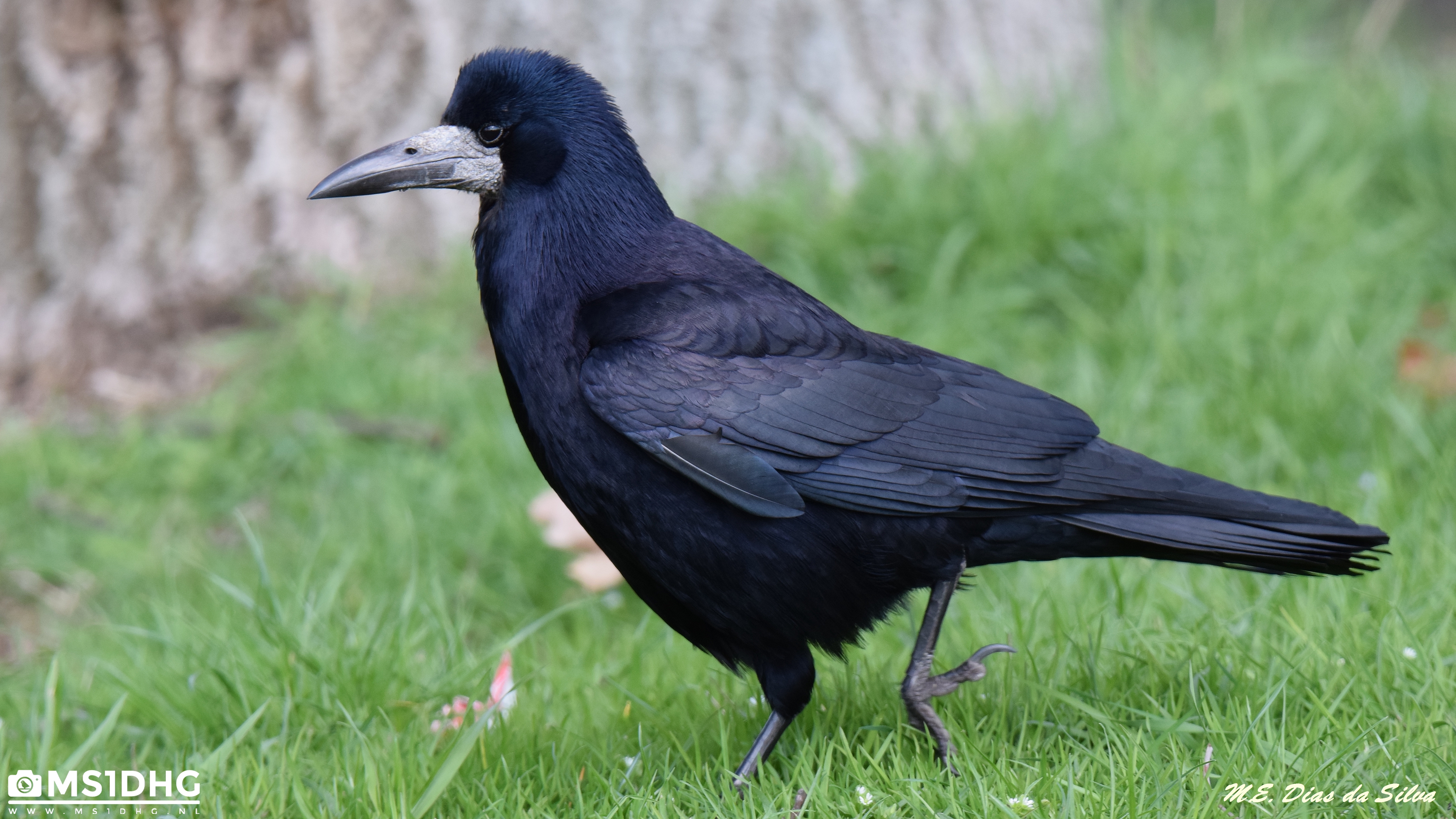 Gralha-calva (Corvus frugilegus)  Corvus%20frugilegus%20(4)