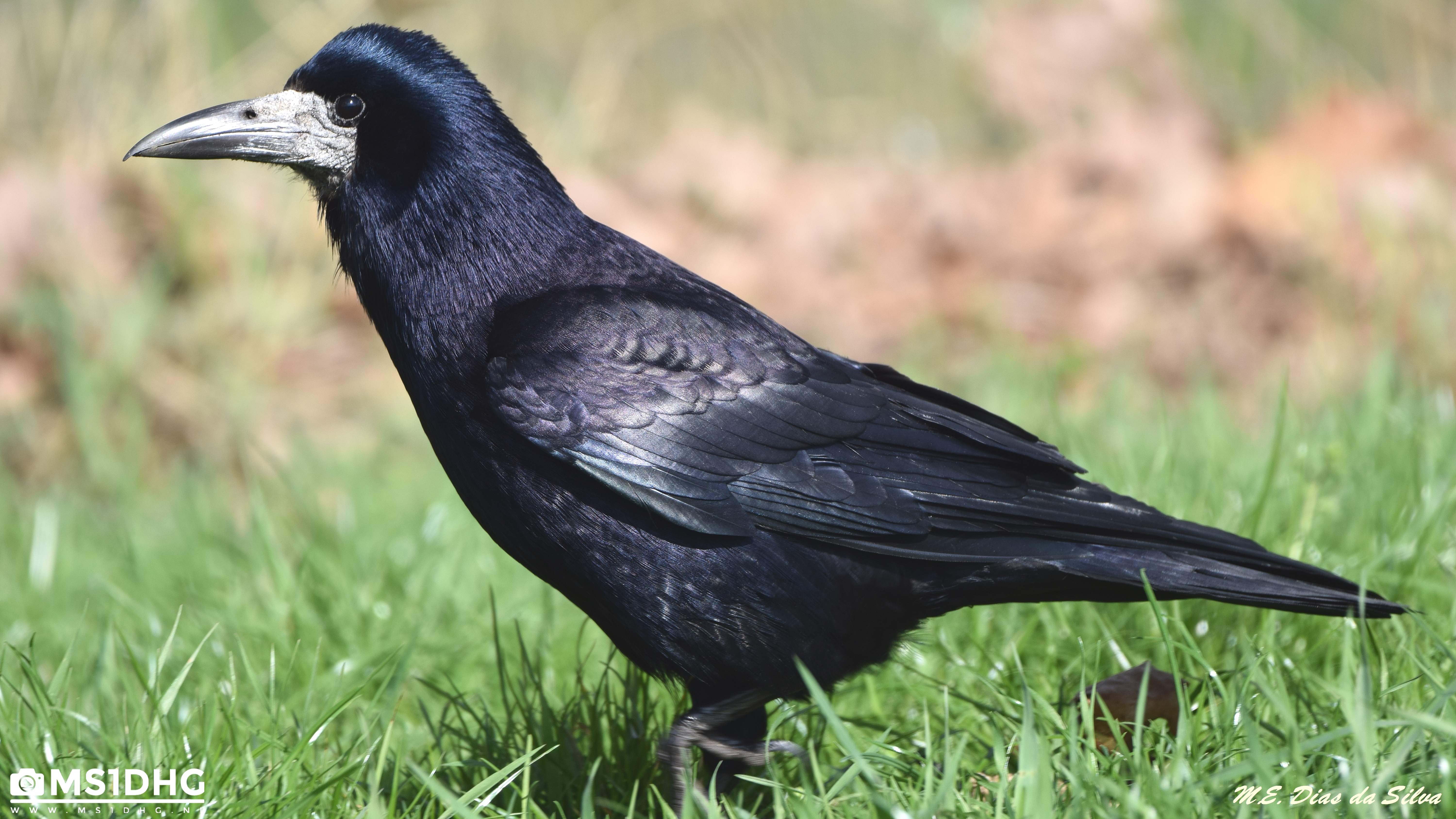 Gralha-calva (Corvus frugilegus)  Corvus%20frugilegus