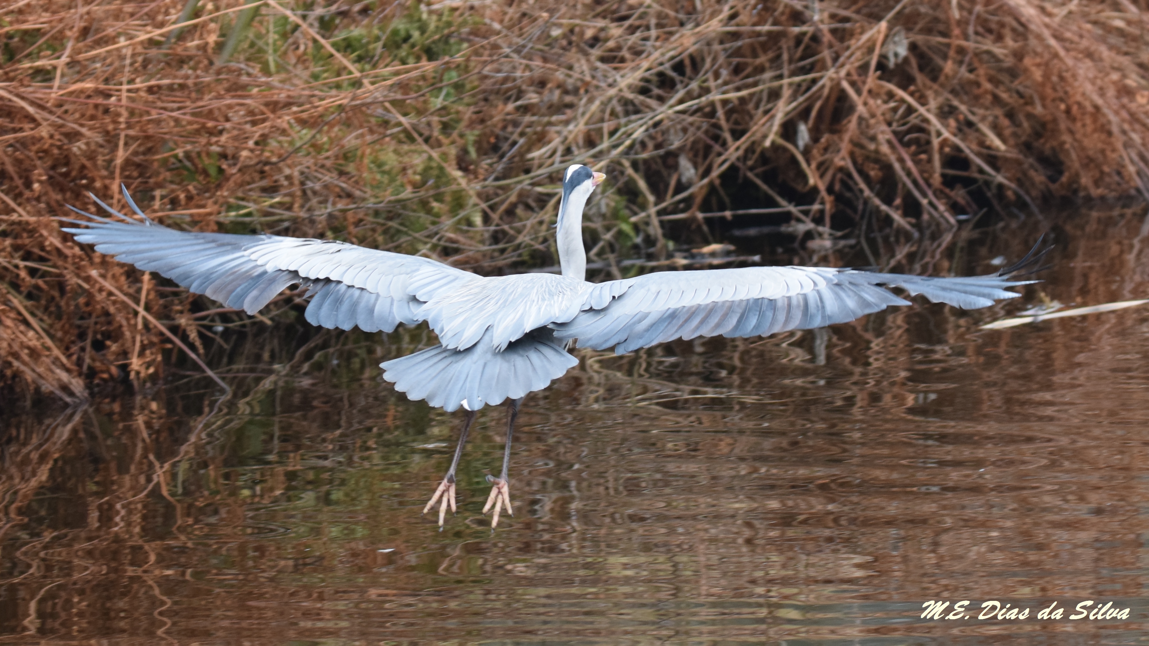 Jumbo perdeu dois motores Gar%C3%A7a-real%20Ardea%20cinerea