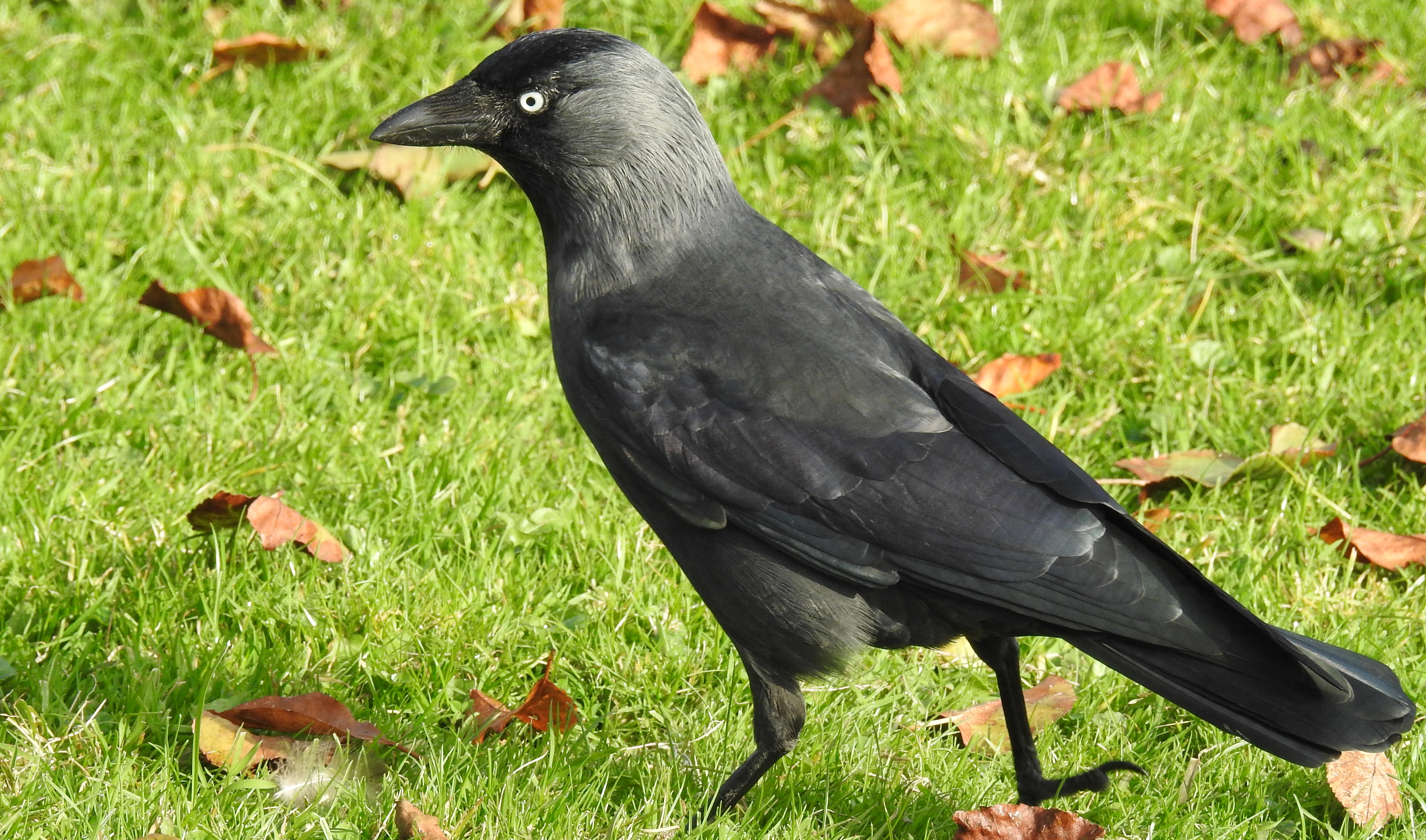 Gralha-de-nuca-cinzenta Corvus monedula Gralha