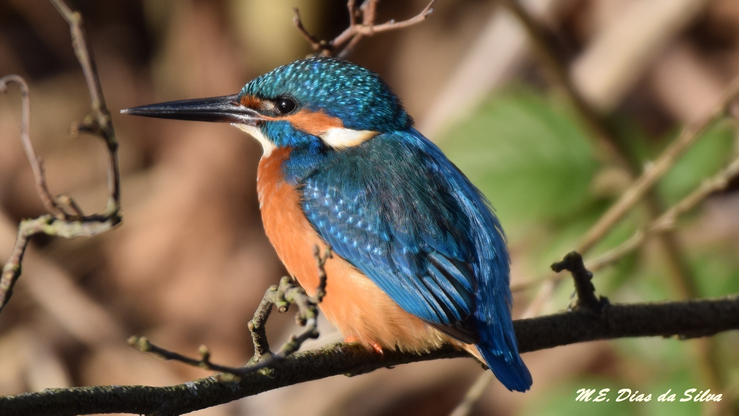 Guarda rios (Alcedo atthis) IJsvogel%20(9)