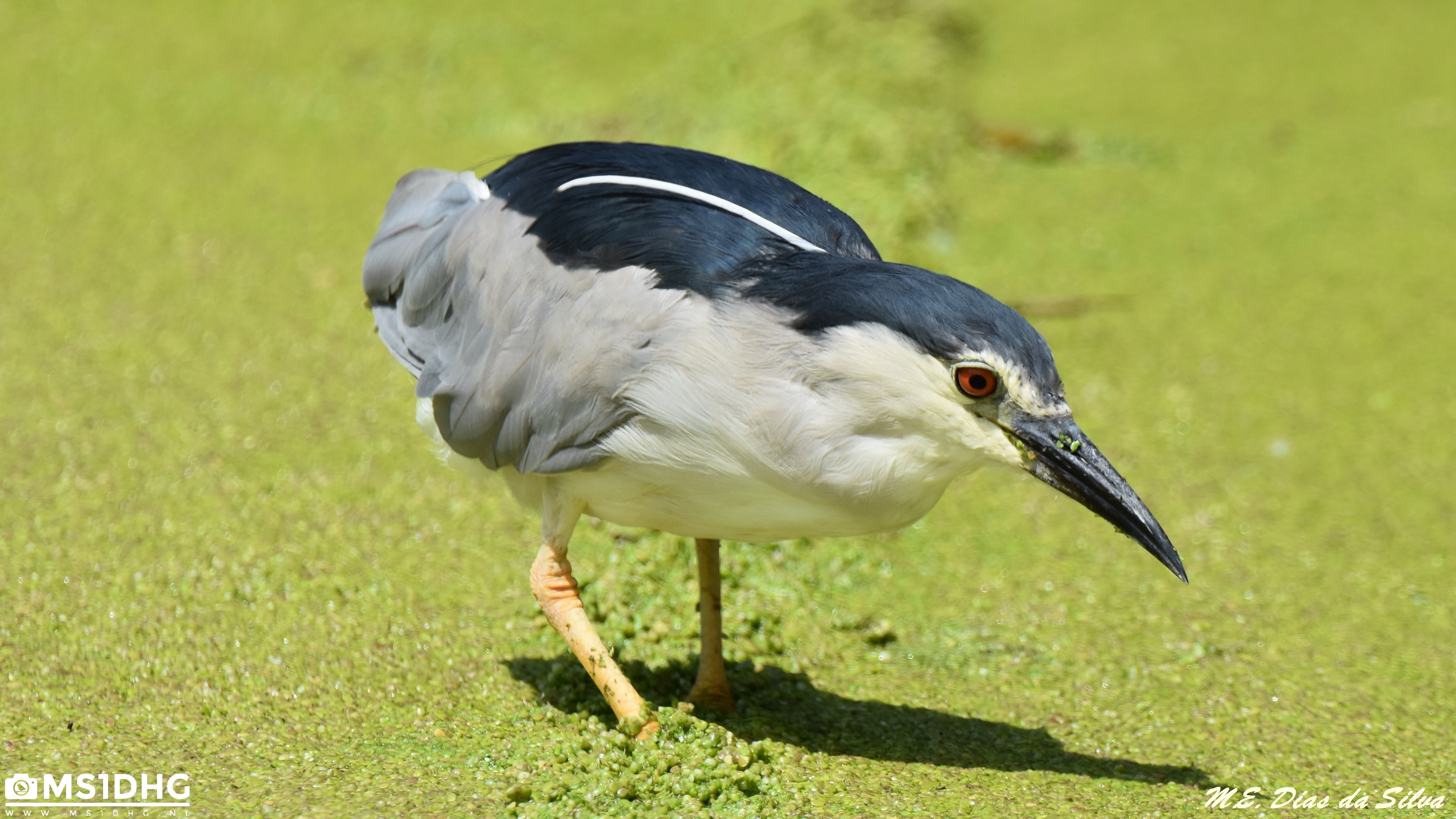 Garça-nocturna Nycticorax nycticorax Pescando Gar%c3%a7a-nocturna%20(2)