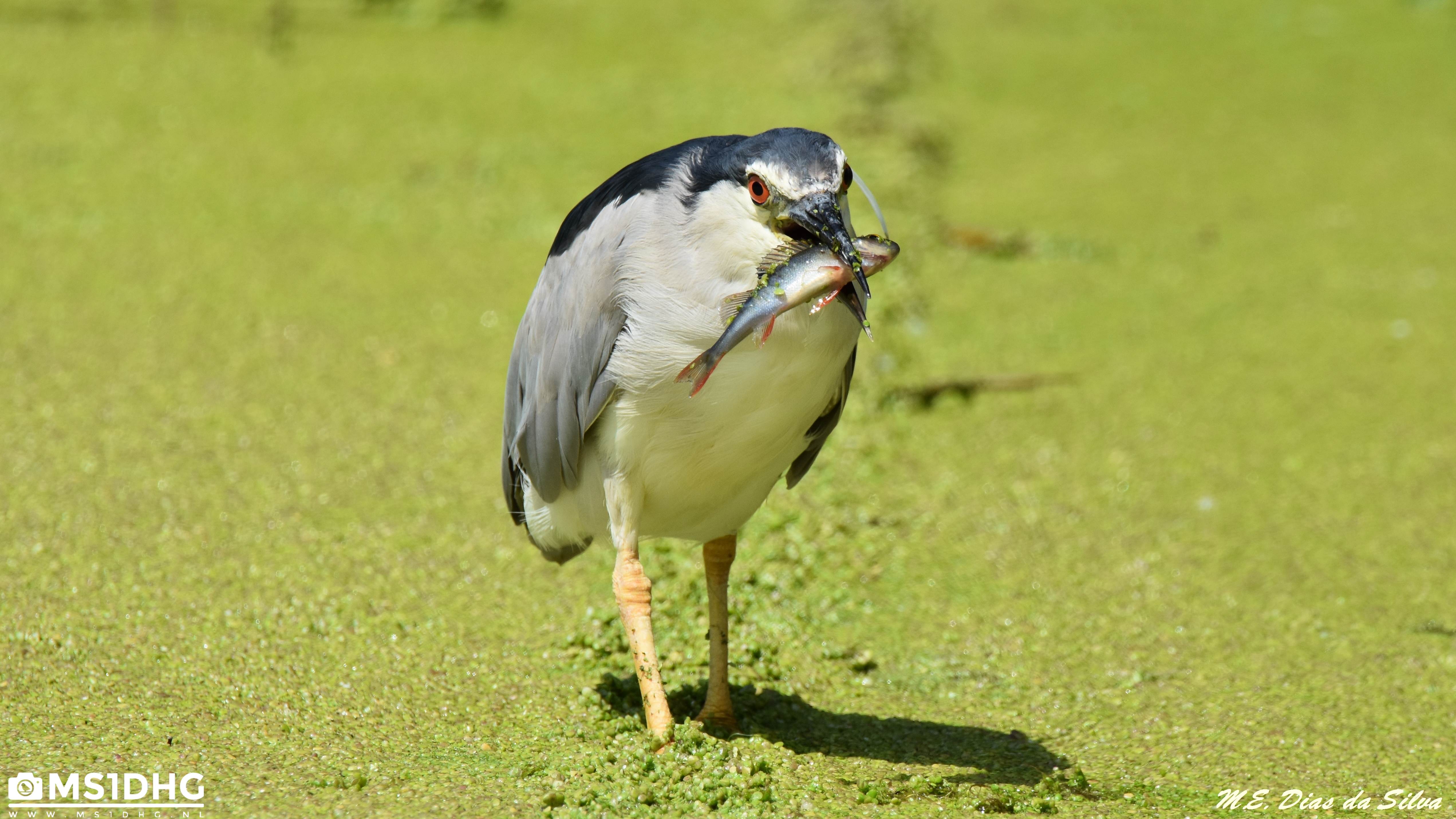 Garça-nocturna Nycticorax nycticorax Pescando Gar%c3%a7a-nocturna%20(6)