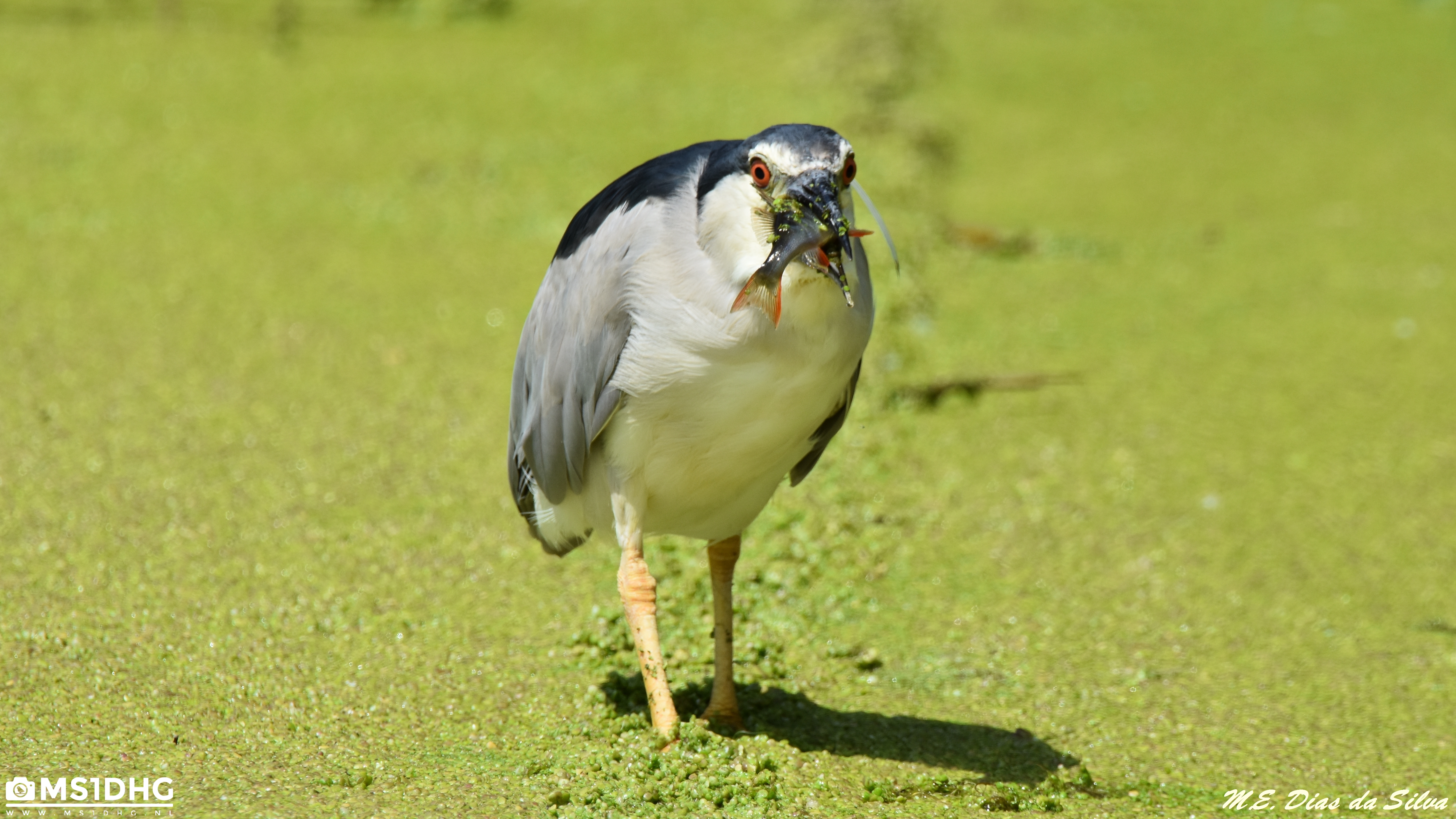 Garça-nocturna Nycticorax nycticorax Pescando Gar%c3%a7a-nocturna%20(7)