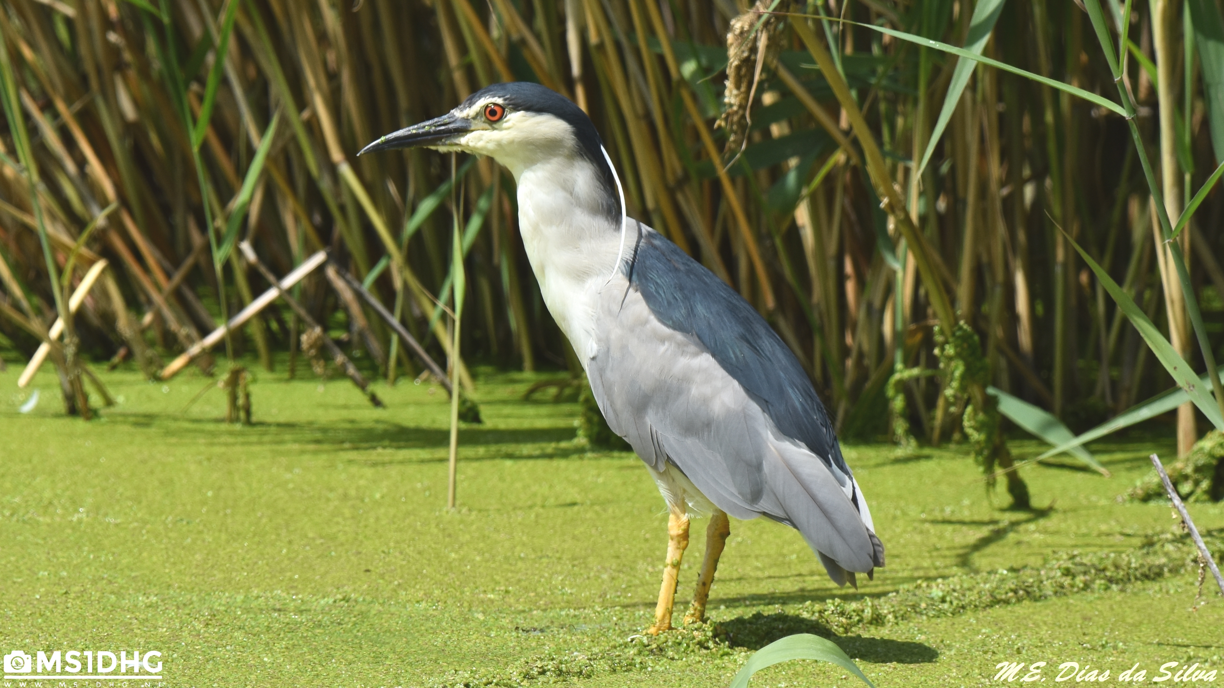 Garça-nocturna Nycticorax nycticorax Pescando Gar%c3%a7a-nocturna