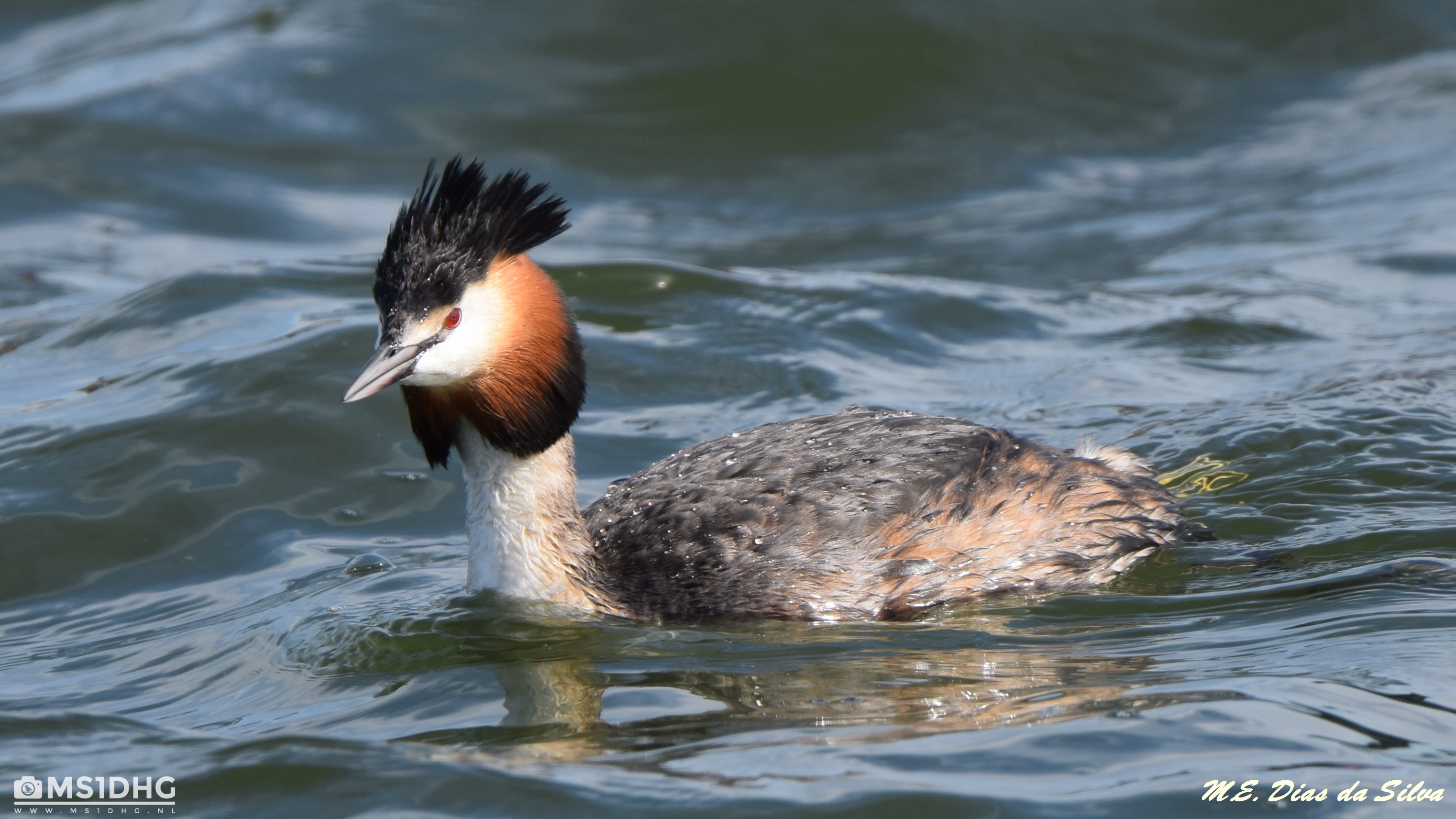 mergulhão de crista Podiceps cristatus Podiceps%20cristatus