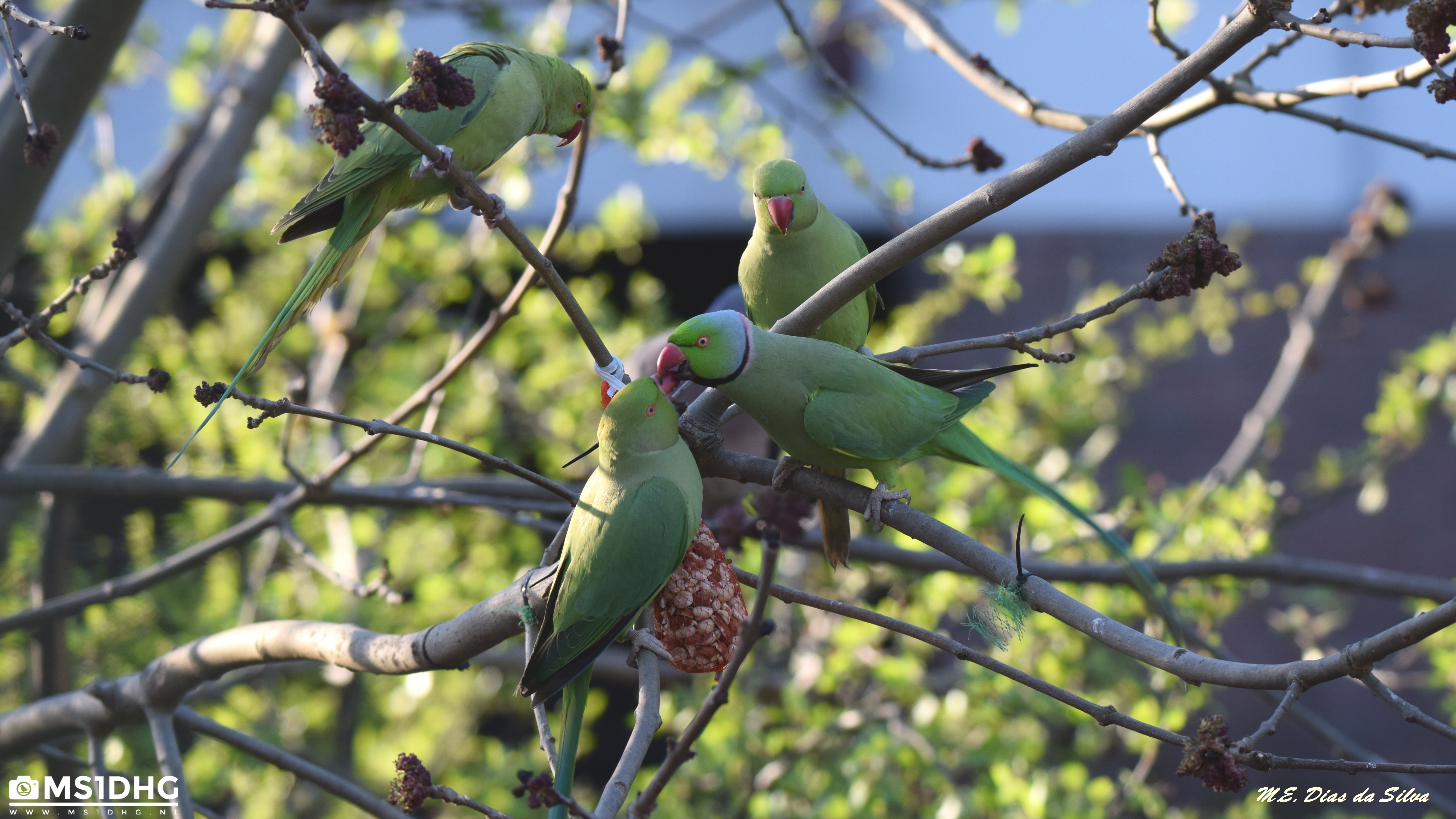 Periquito-de-colar Psittacula krameri Psittacula%20krameri%20(3)