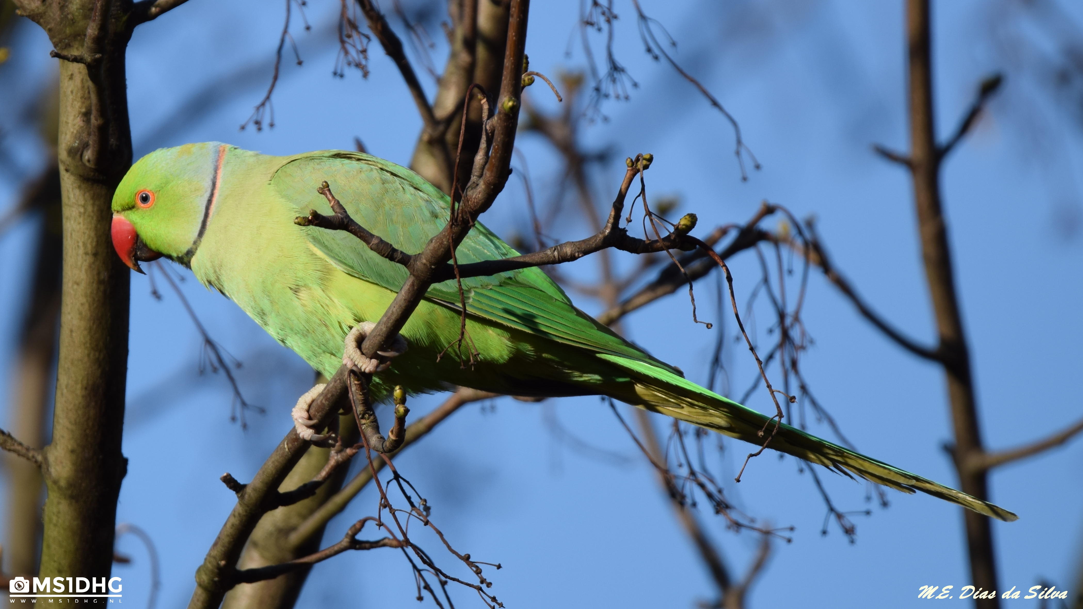 Periquito-de-colar Psittacula krameri Psittacula%20krameri%20(6)