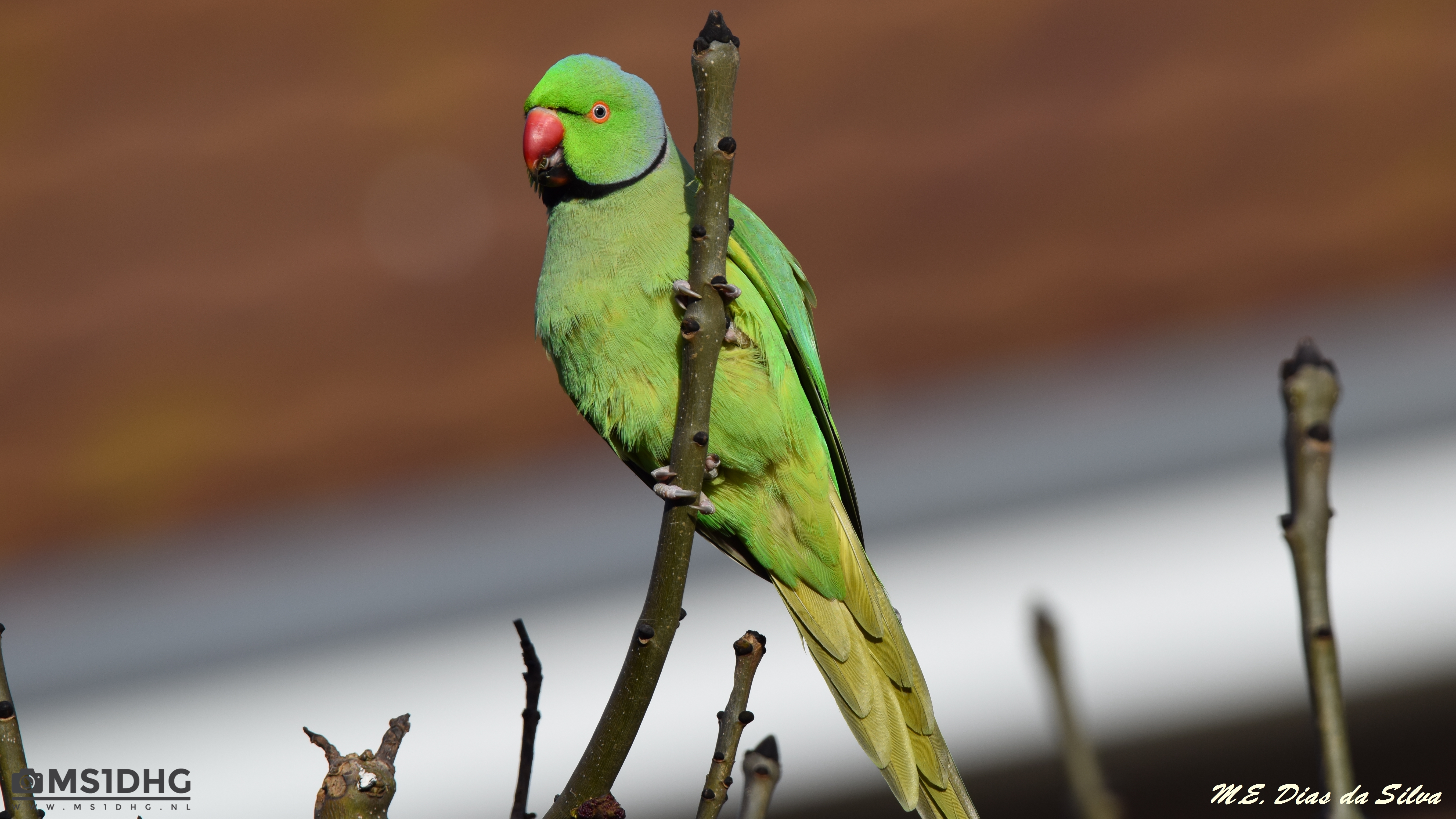 Periquito-de-colar Psittacula krameri Psittacula%20krameri