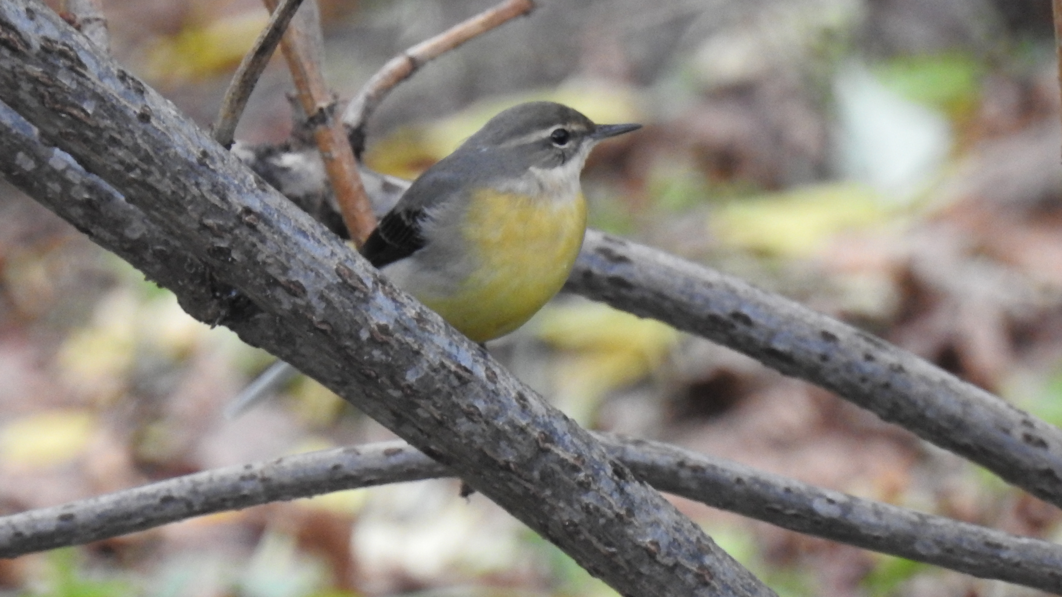 Alvéola-citrina Motacilla citreola ??? A-citrina