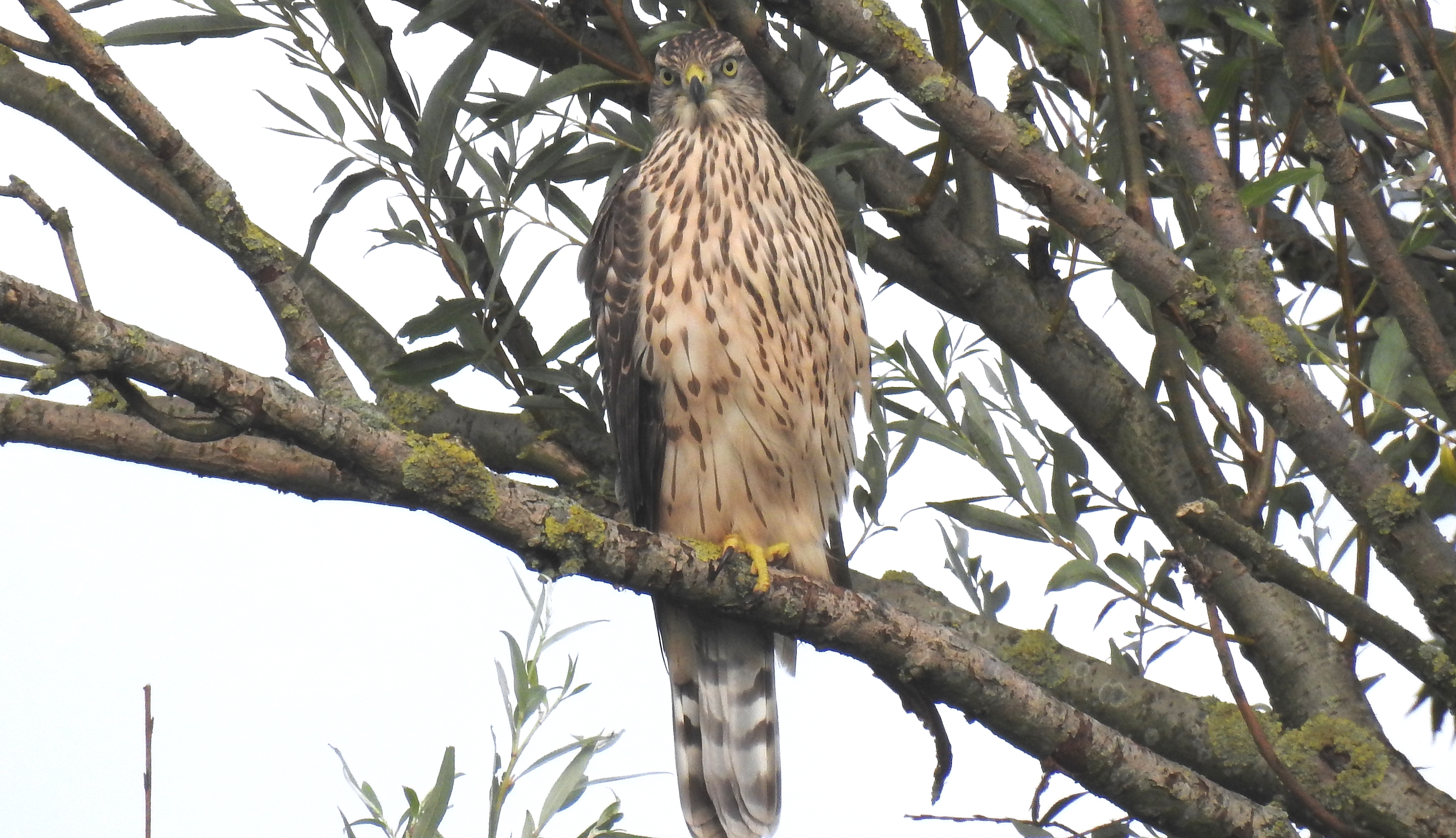 Açor (Accipiter gentilis) Acor