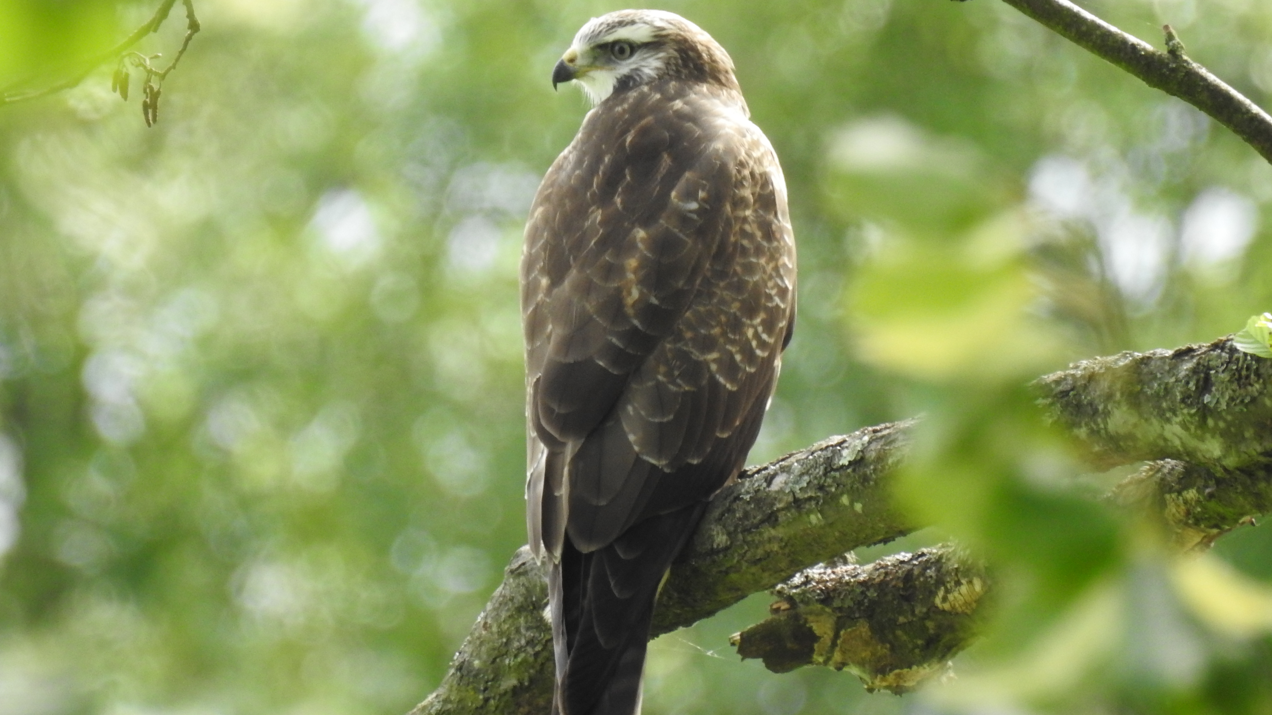 Açor (Accipiter gentilis) Acor1