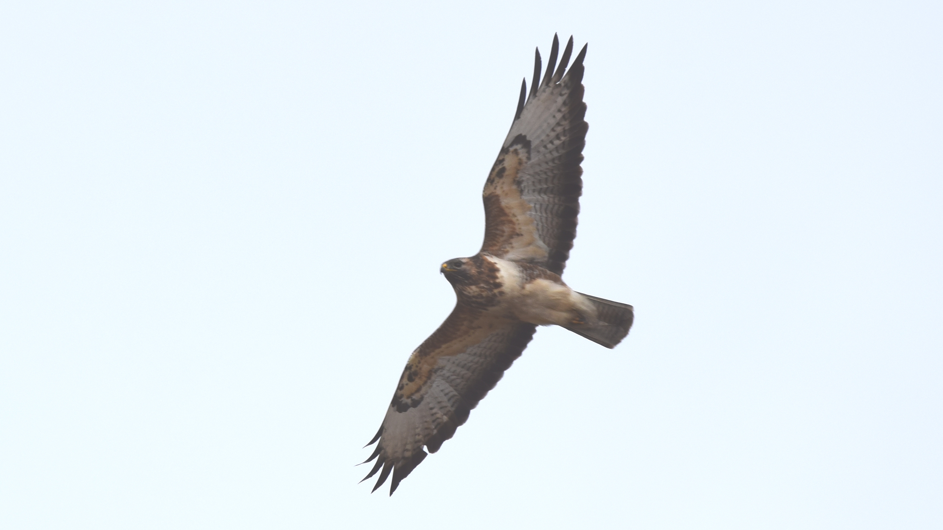 Buteo buteo loiro Buteo%20loiro