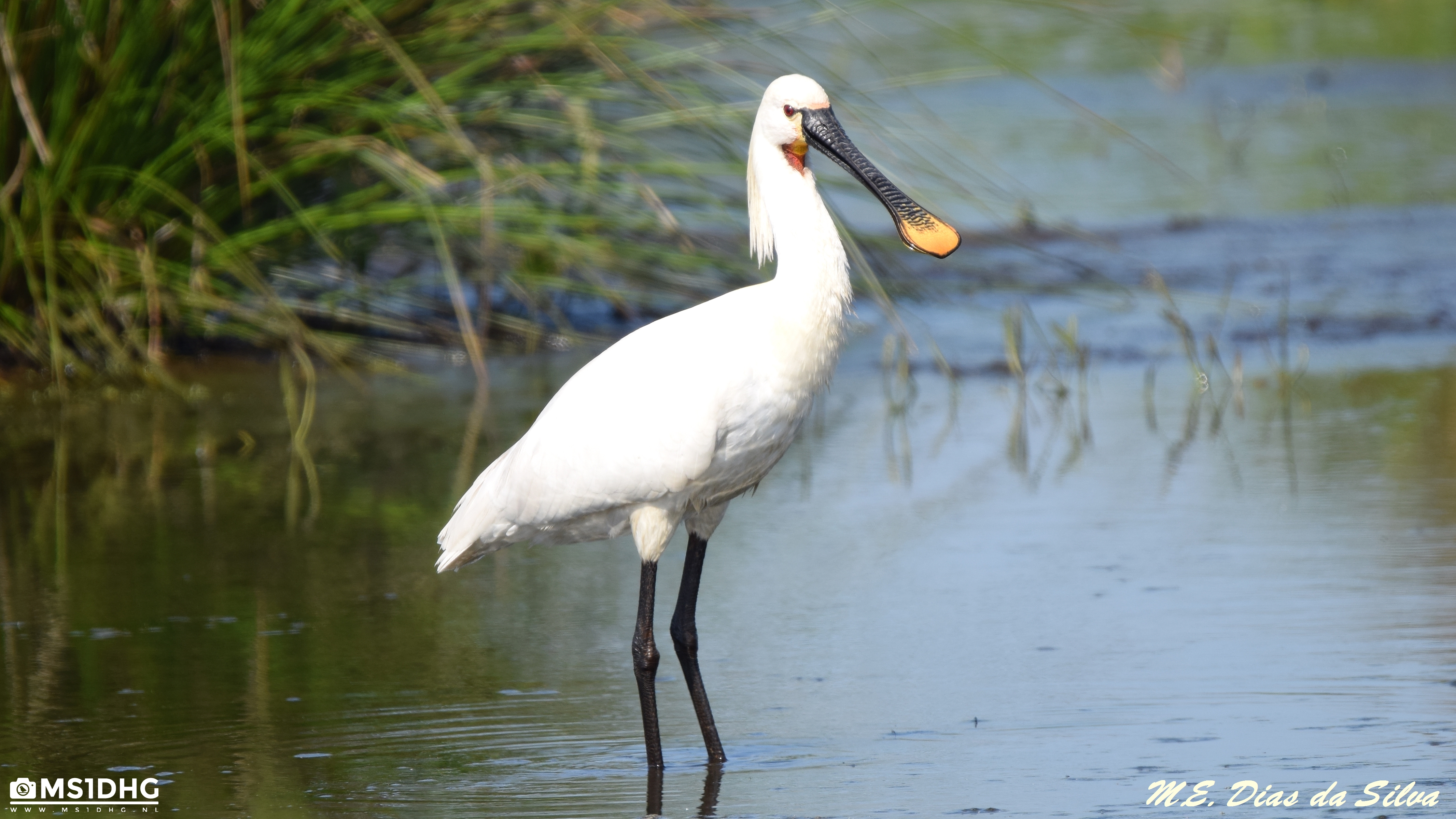 Colhereiro Platalea leucorodia Colhereiro%20europeu%20(2)