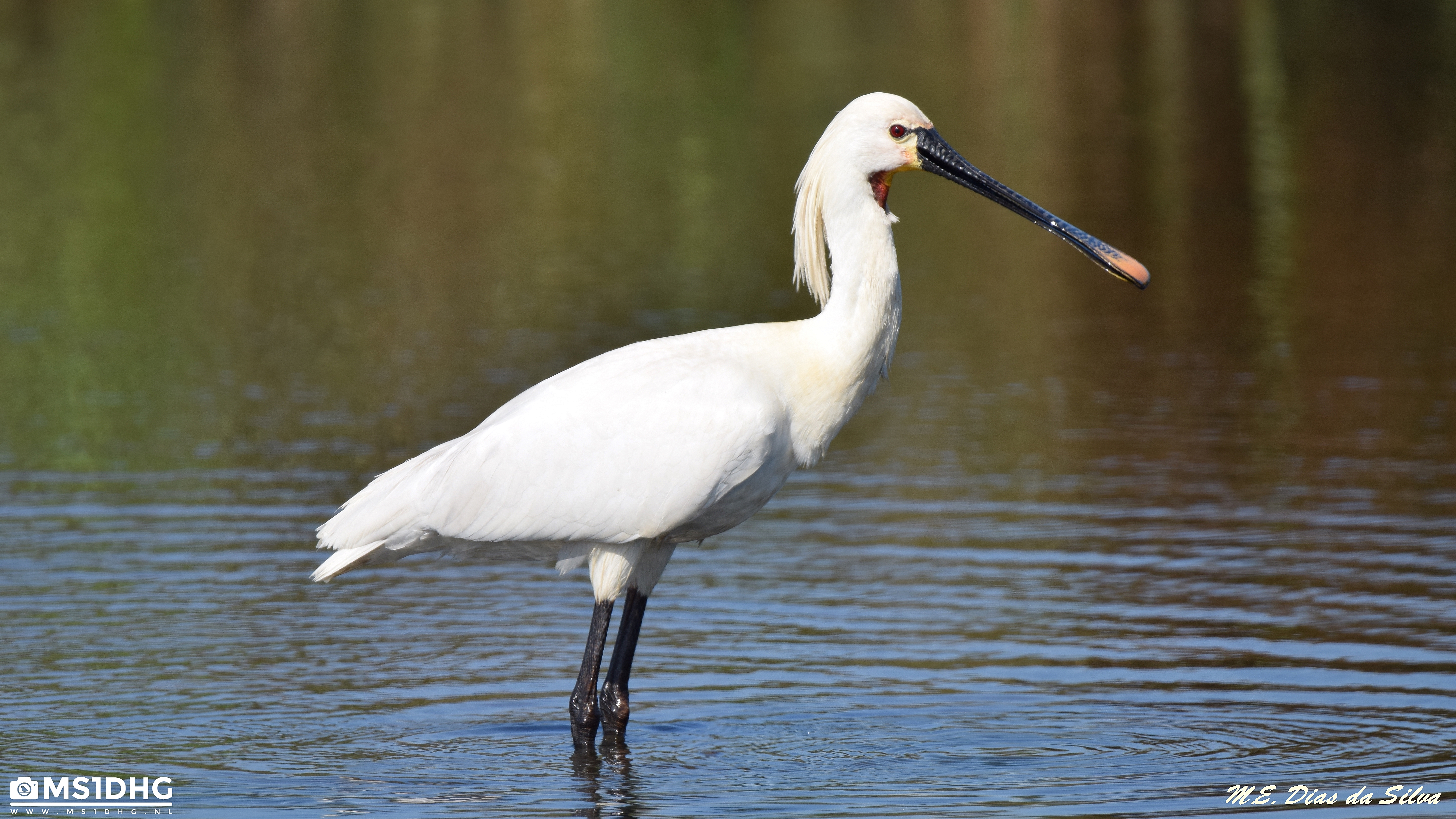 Colhereiro Platalea leucorodia Colhereiro%20europeu